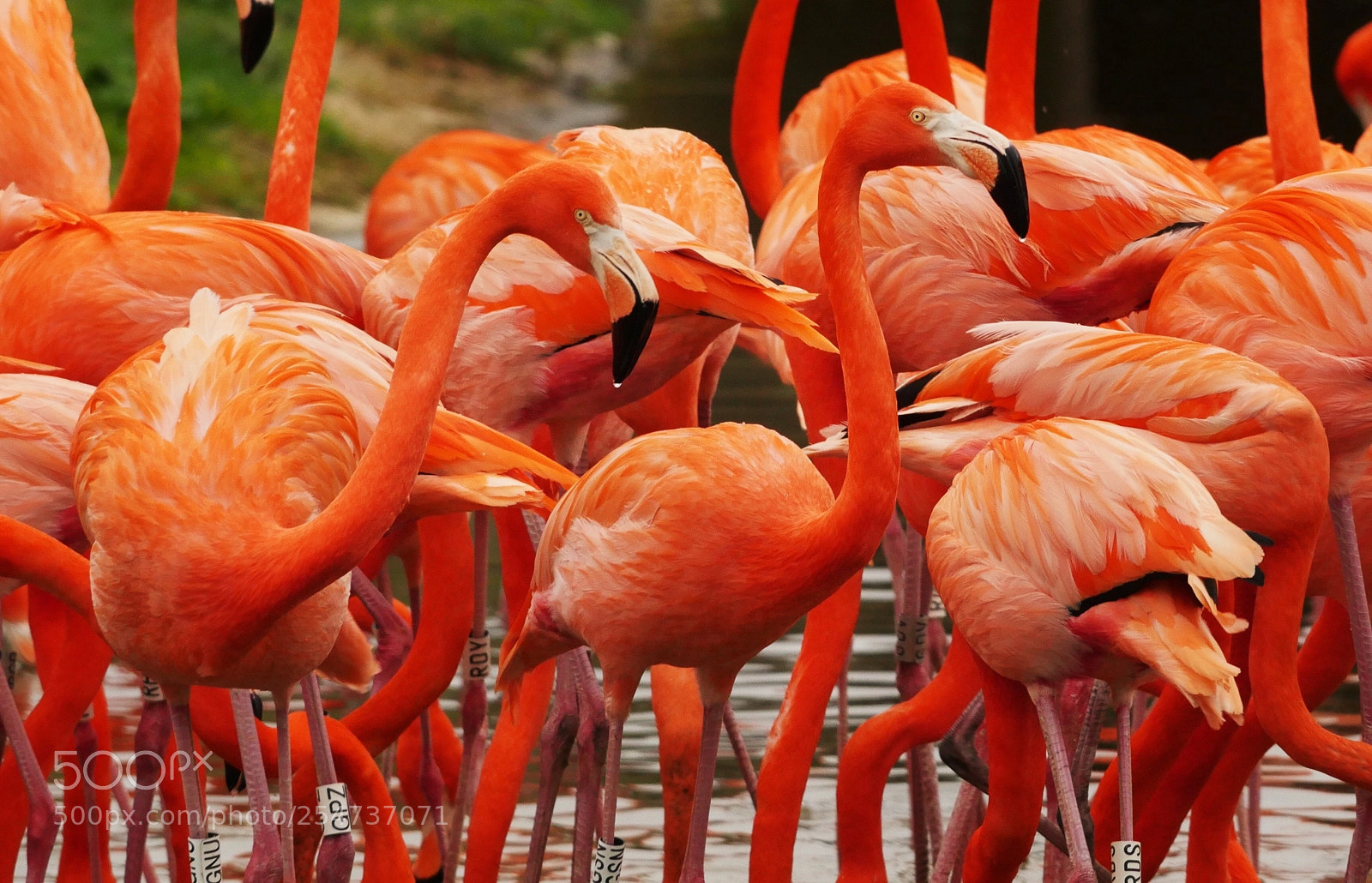 Panasonic Lumix DMC-GH4 sample photo. Caribbean flamingoes photography