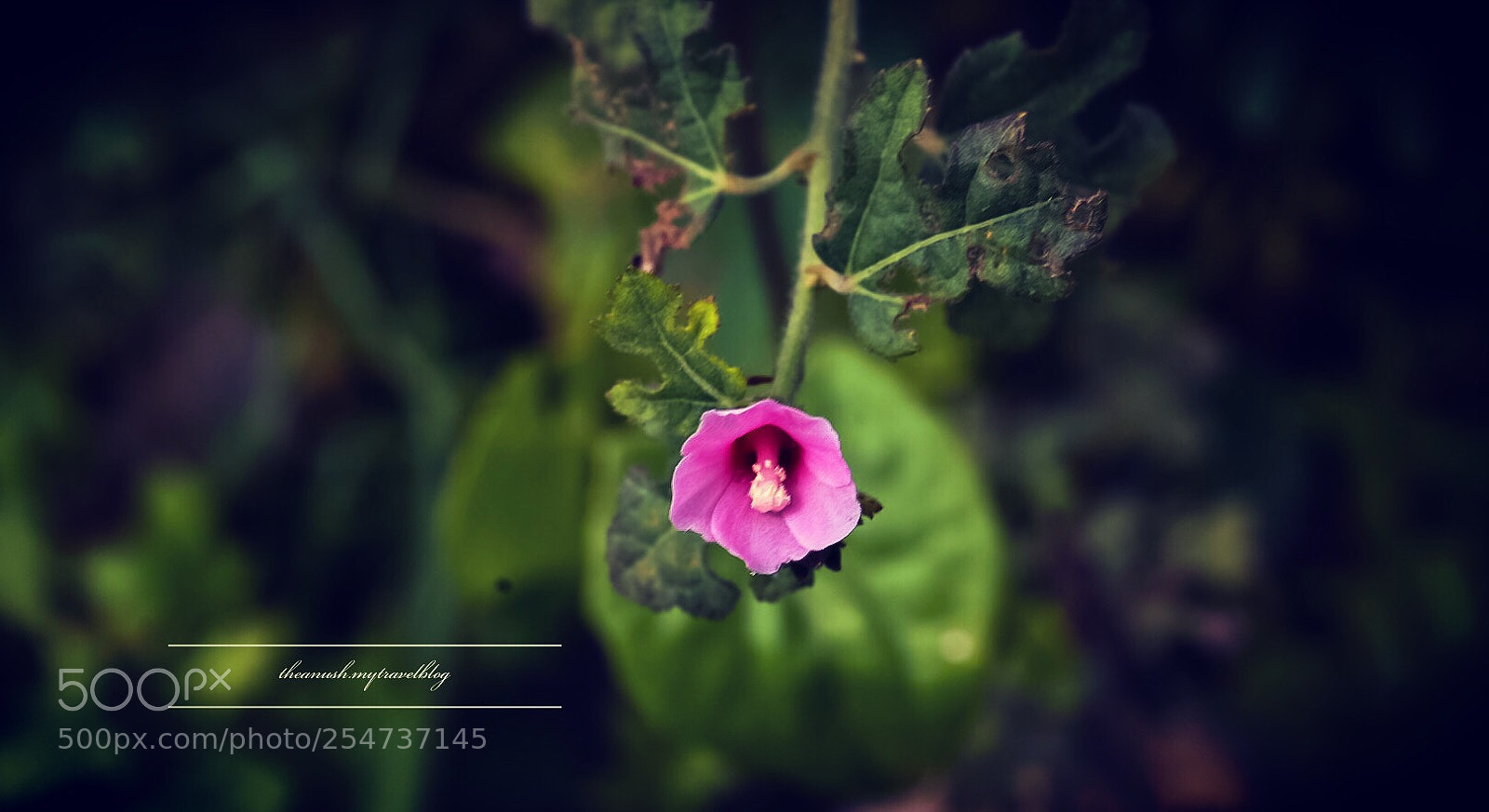 Nikon D7200 sample photo. Flowery moments  photography