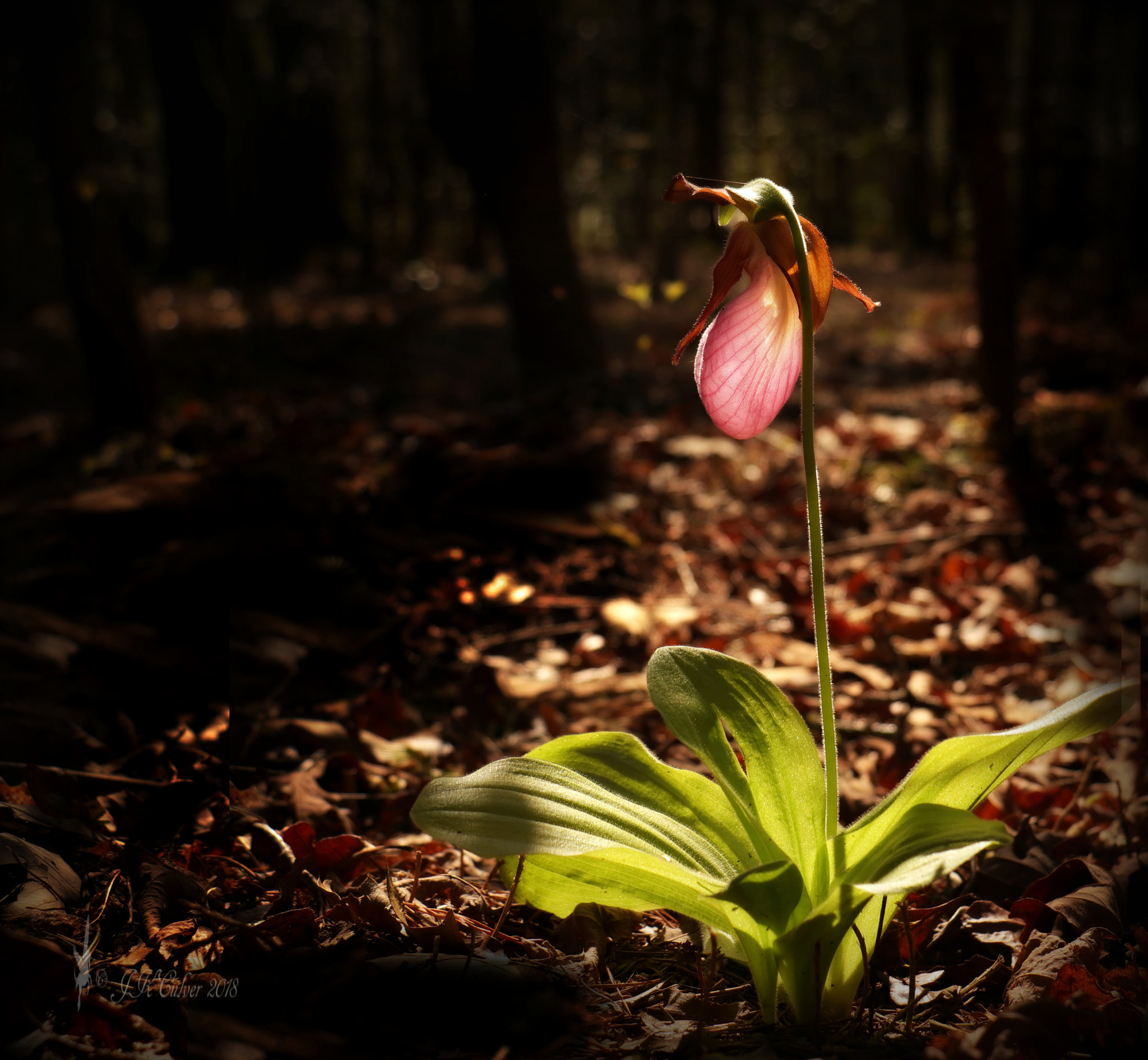 Canon EOS 77D (EOS 9000D / EOS 770D) sample photo. It's spring again photography