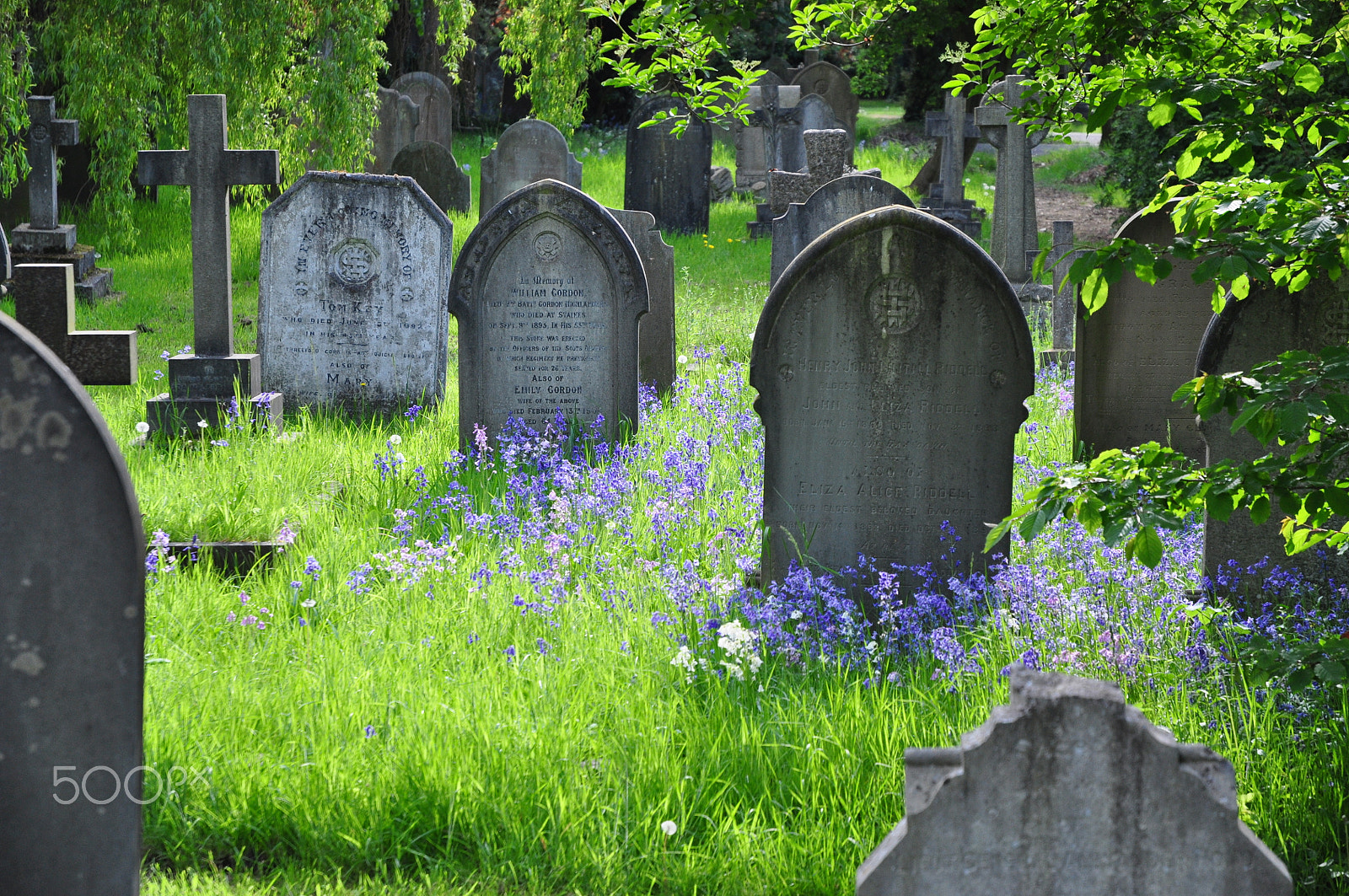 Nikon D5000 sample photo. Cemetery bluebells photography