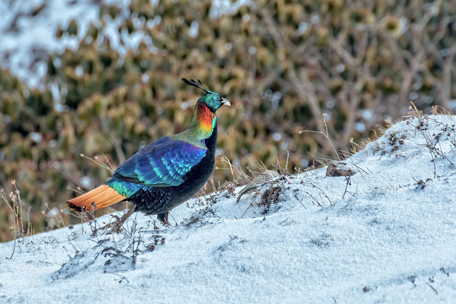 Canon EOS 70D sample photo. Himalayan monal photography