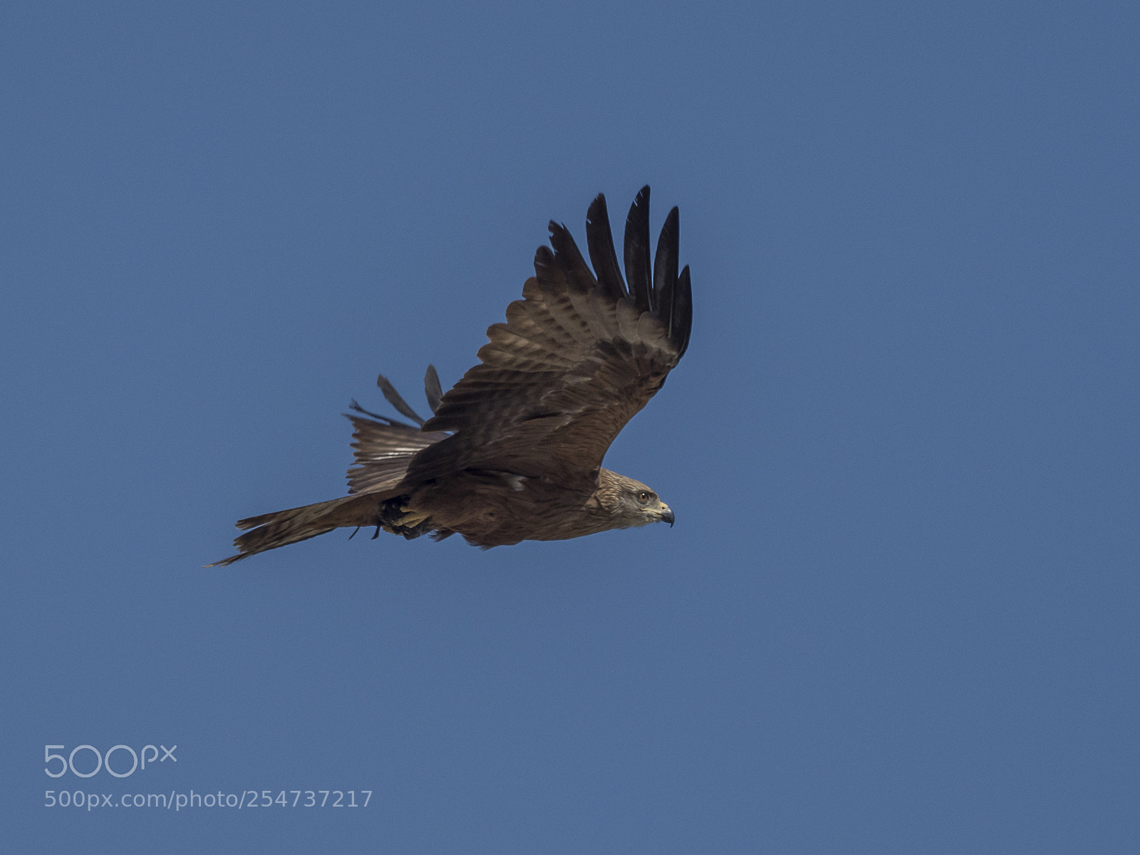 Olympus OM-D E-M1 Mark II sample photo. Red kite 1 photography
