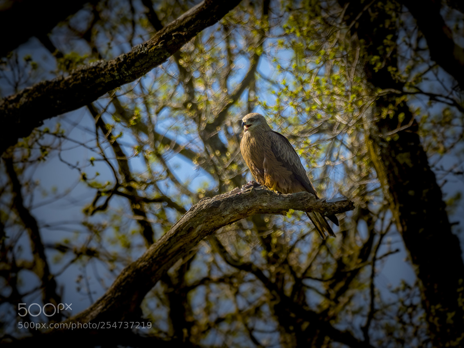 Olympus OM-D E-M1 Mark II sample photo. Red kite 2 photography