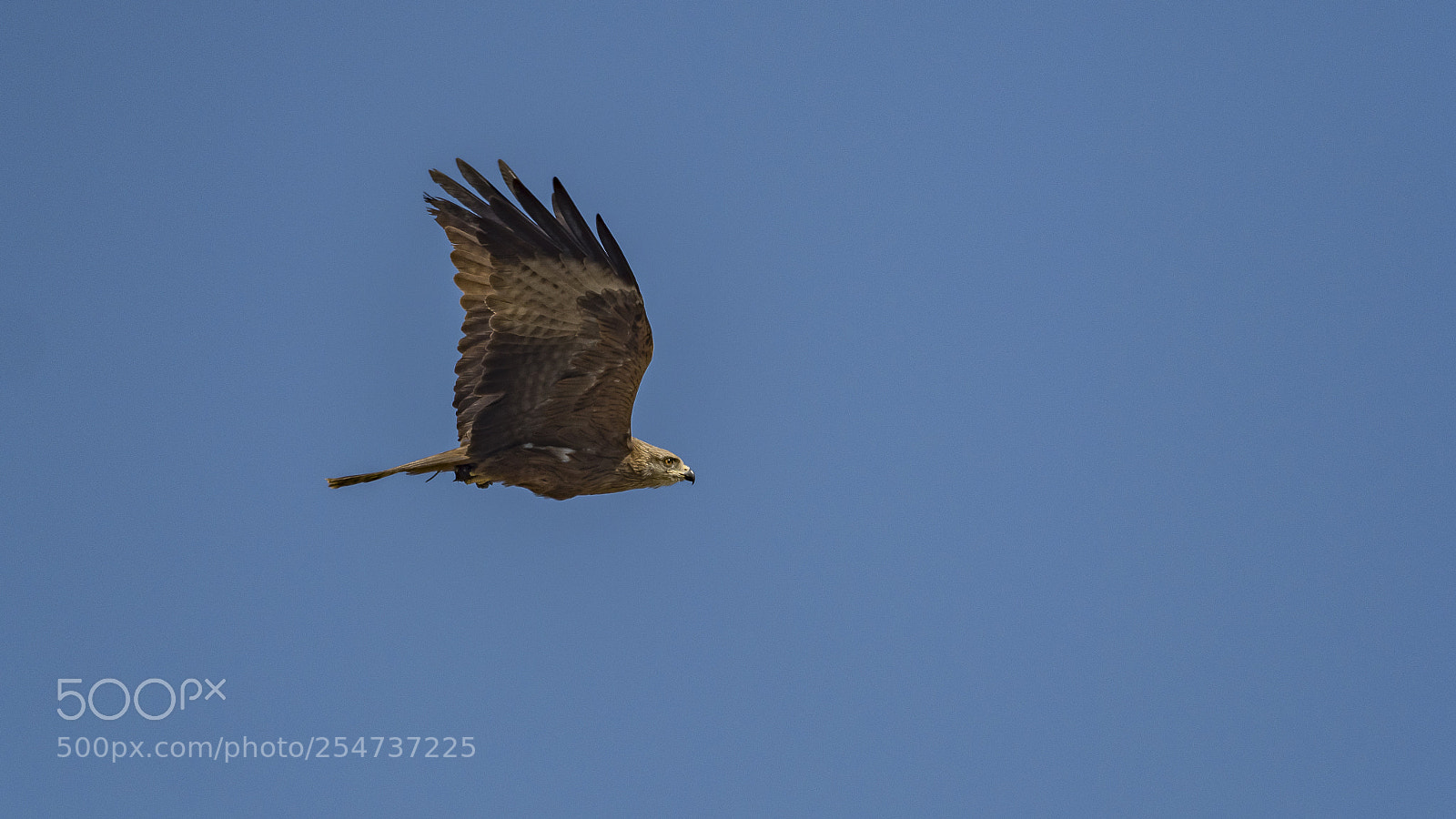 Olympus OM-D E-M1 Mark II sample photo. Red kite 3 photography