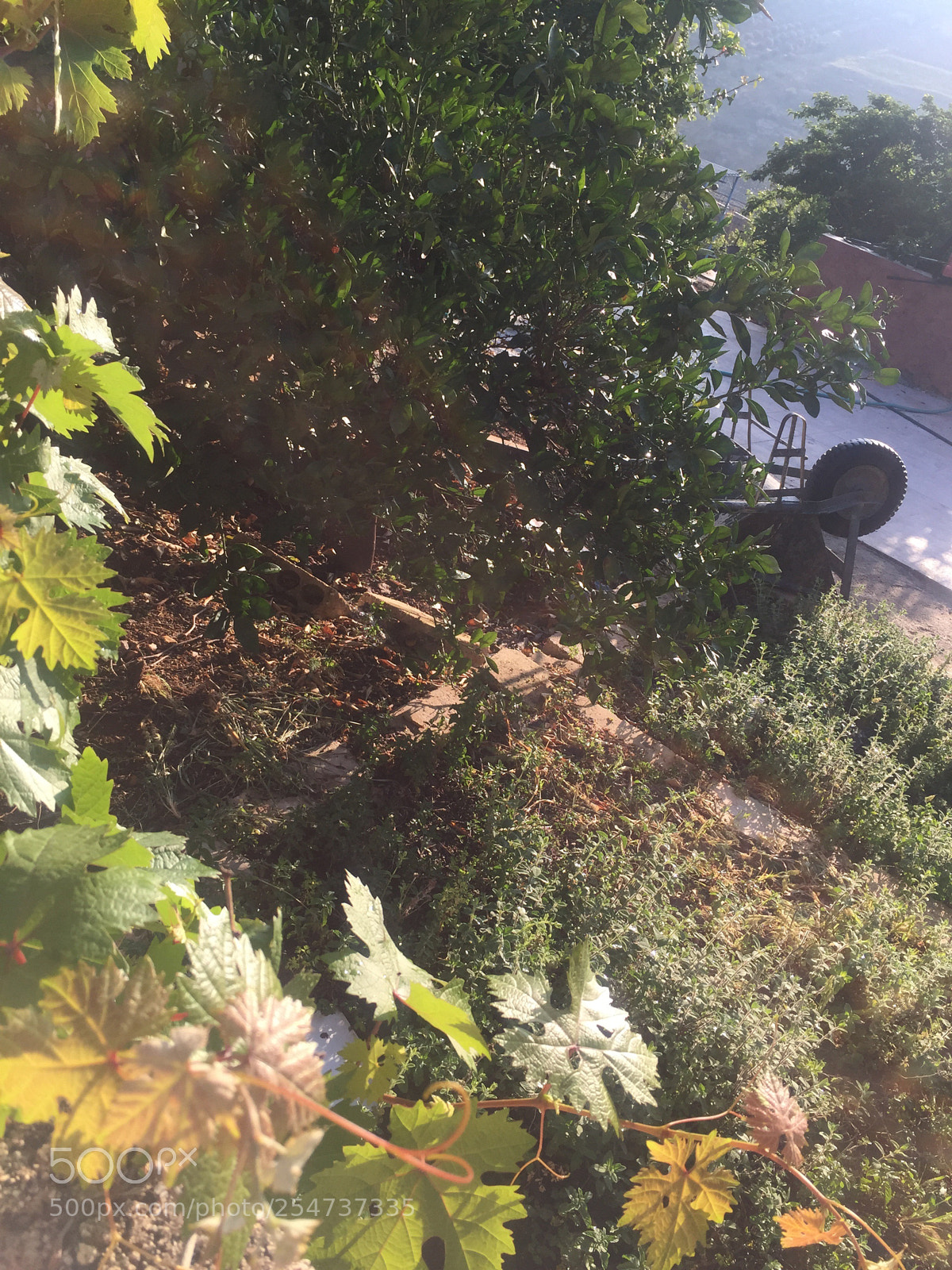 Apple iPhone 6 sample photo. Untitled photography
