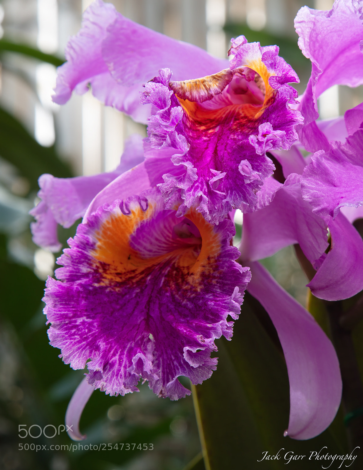 Canon EOS 5DS sample photo. Lavender cattleya orchid photography