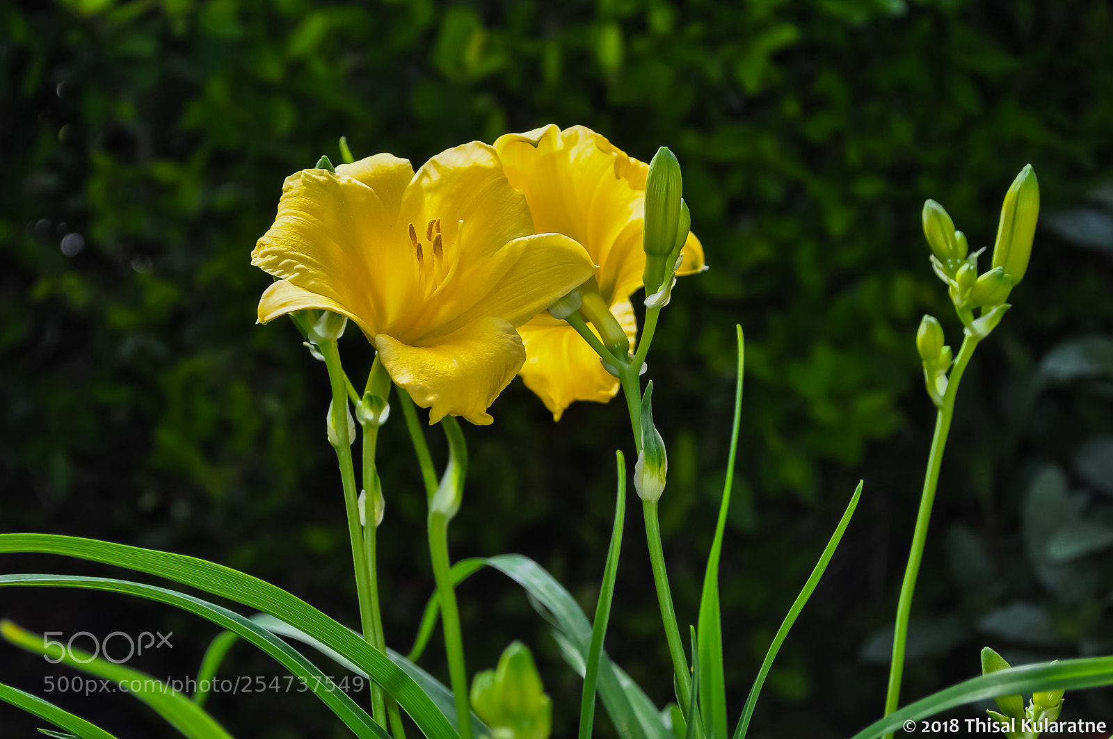 Nikon D5000 sample photo. Yellow flowers photography