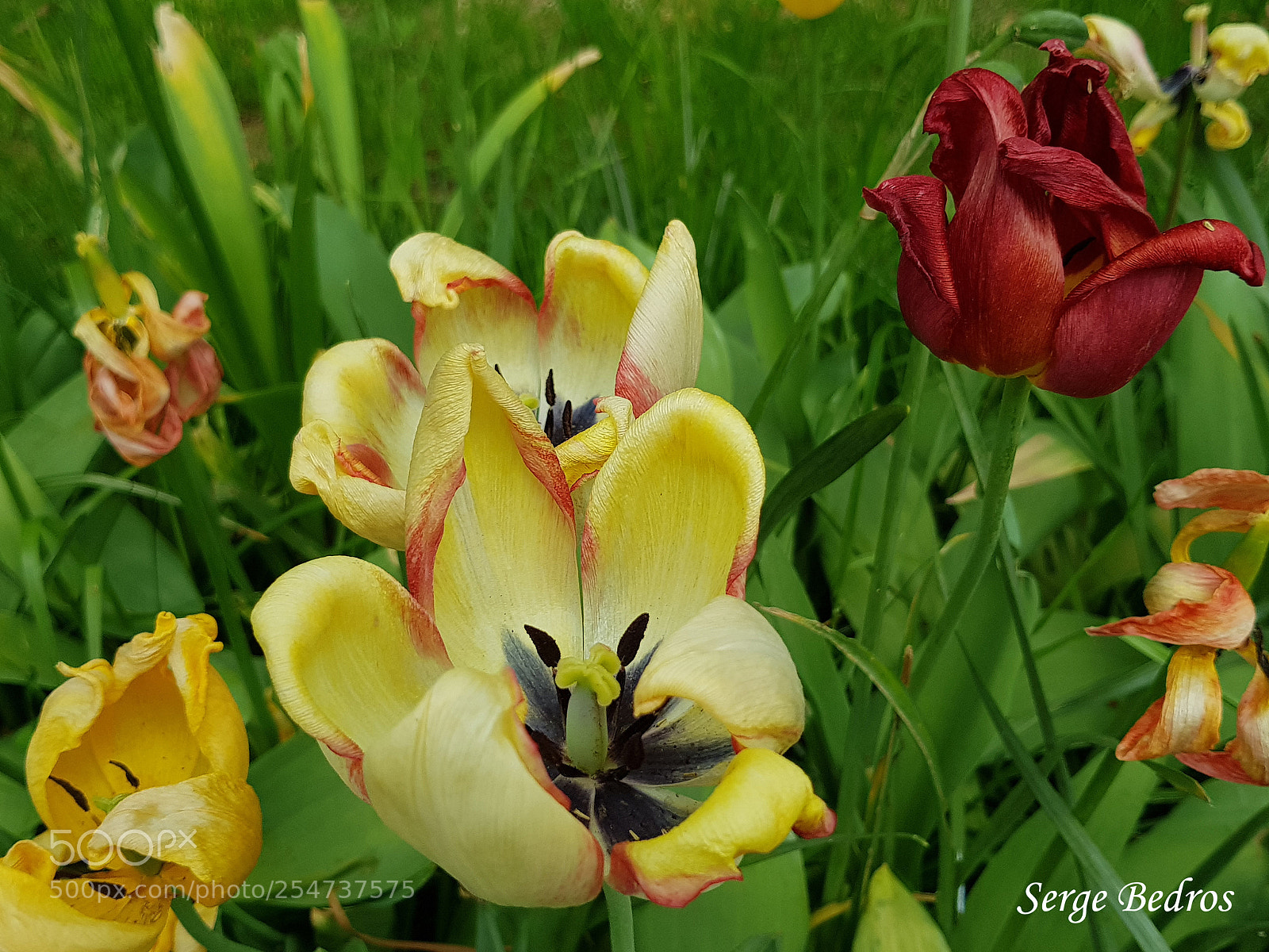 Samsung Galaxy S8 sample photo. 20180422_113442.jpg photography
