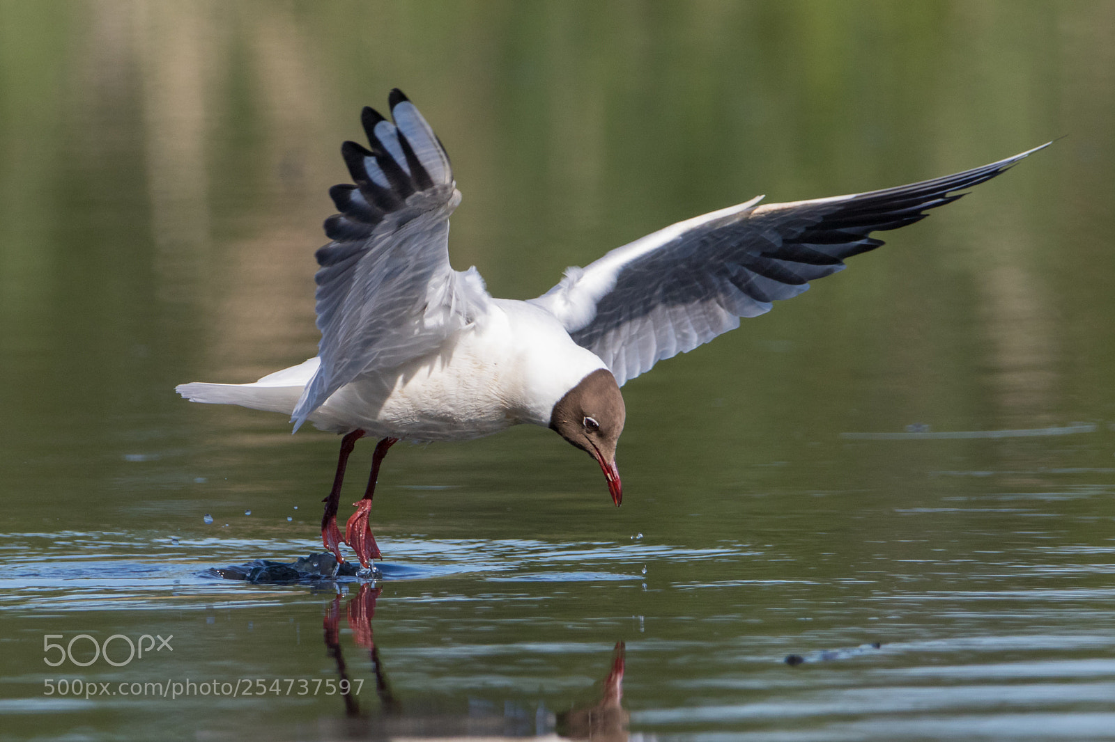 Canon EOS 80D sample photo. Flying gull photography