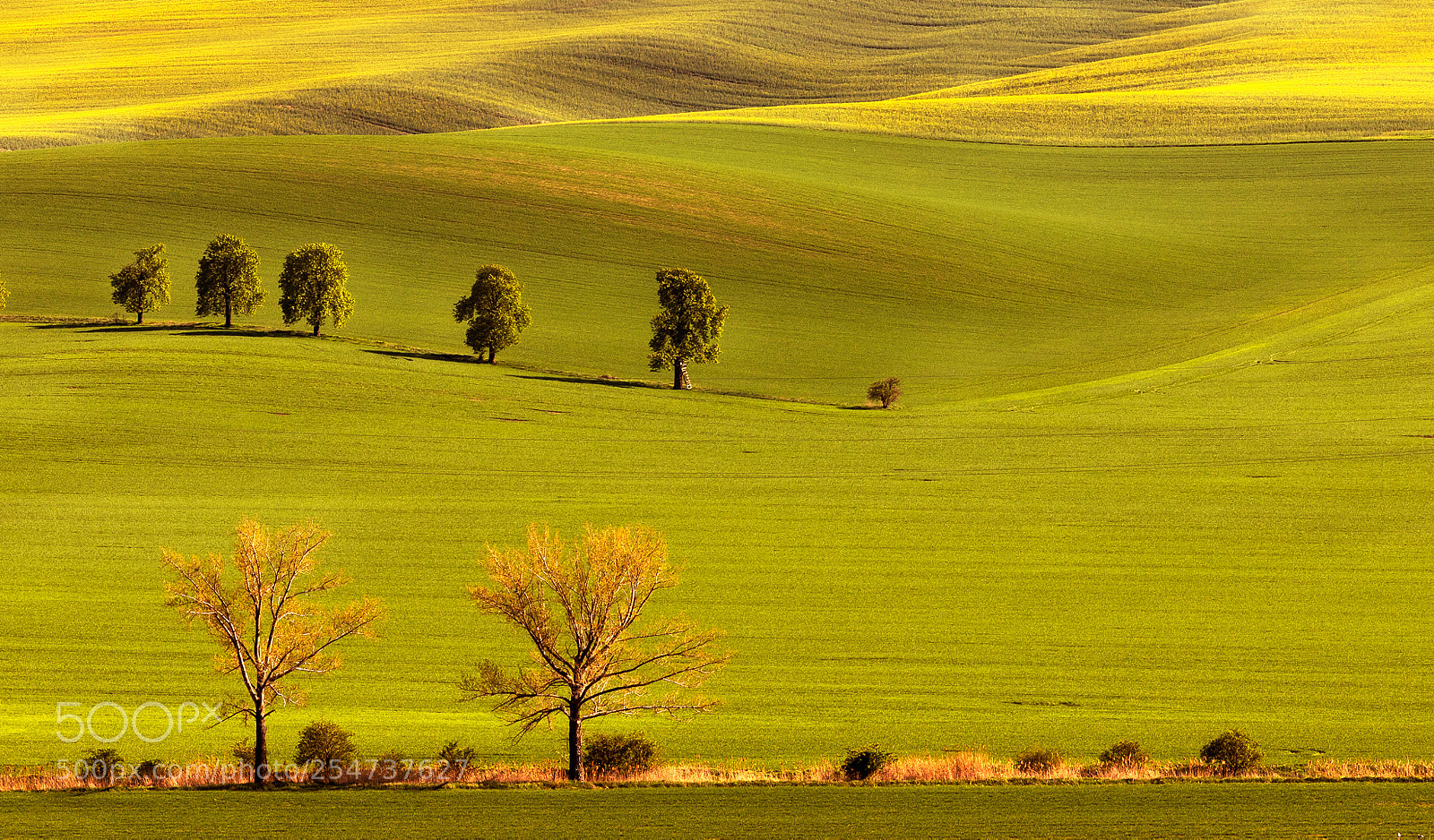 Canon EOS 6D Mark II sample photo. Kastanova alej photography