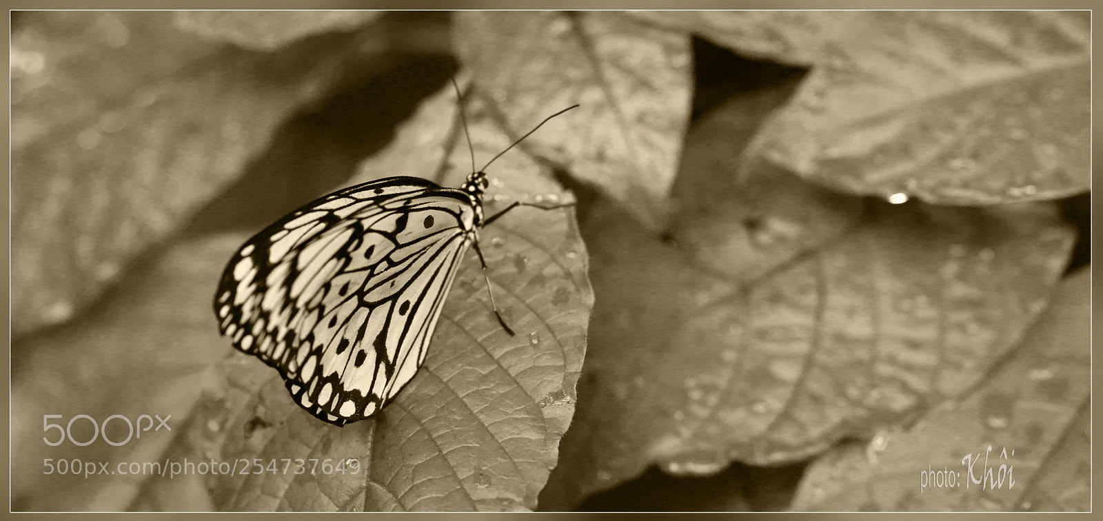 Canon EOS 70D sample photo. Butterfly photography
