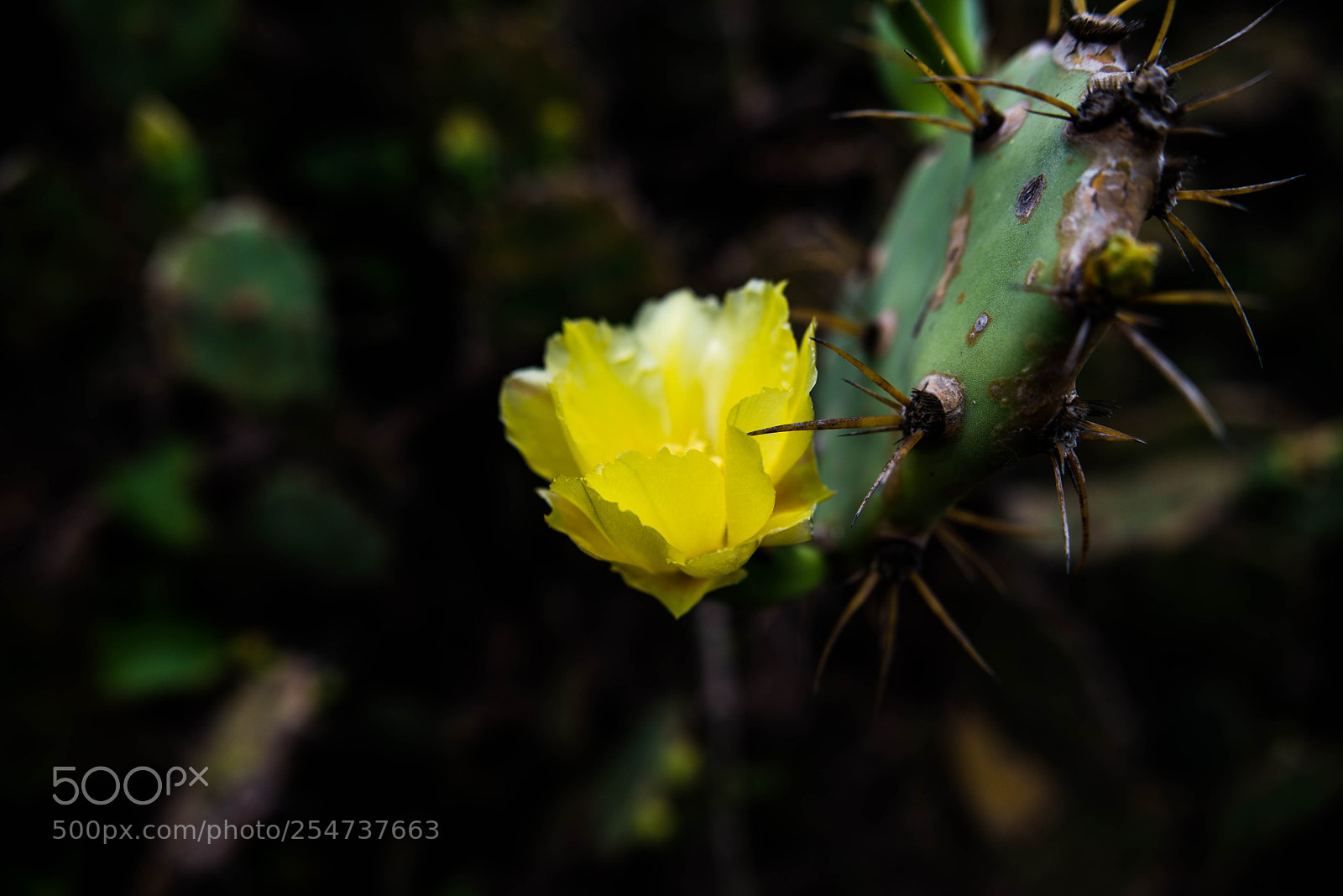 Nikon D610 sample photo. Untitled photography