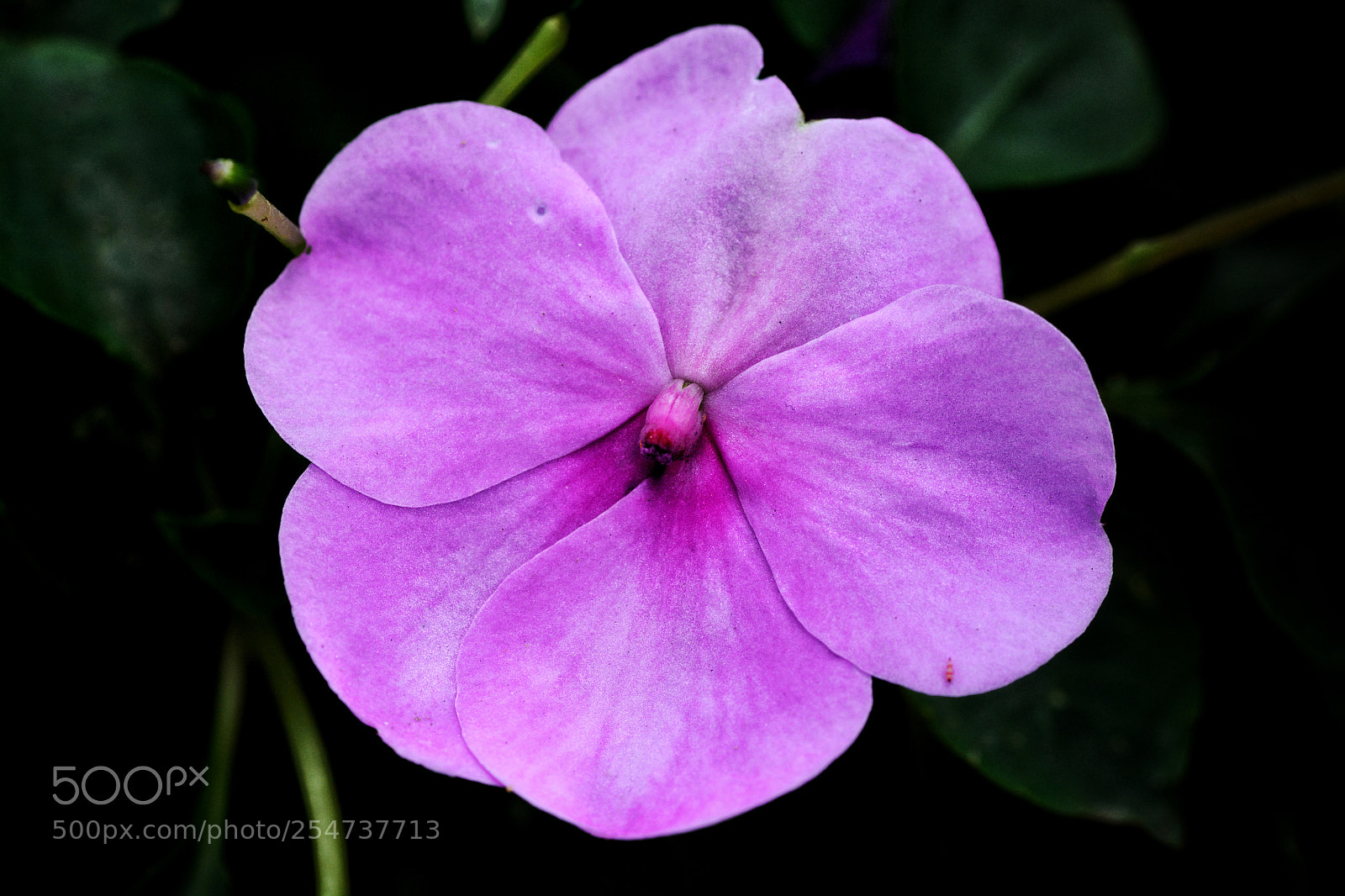 Nikon D7100 sample photo. Untitled photography