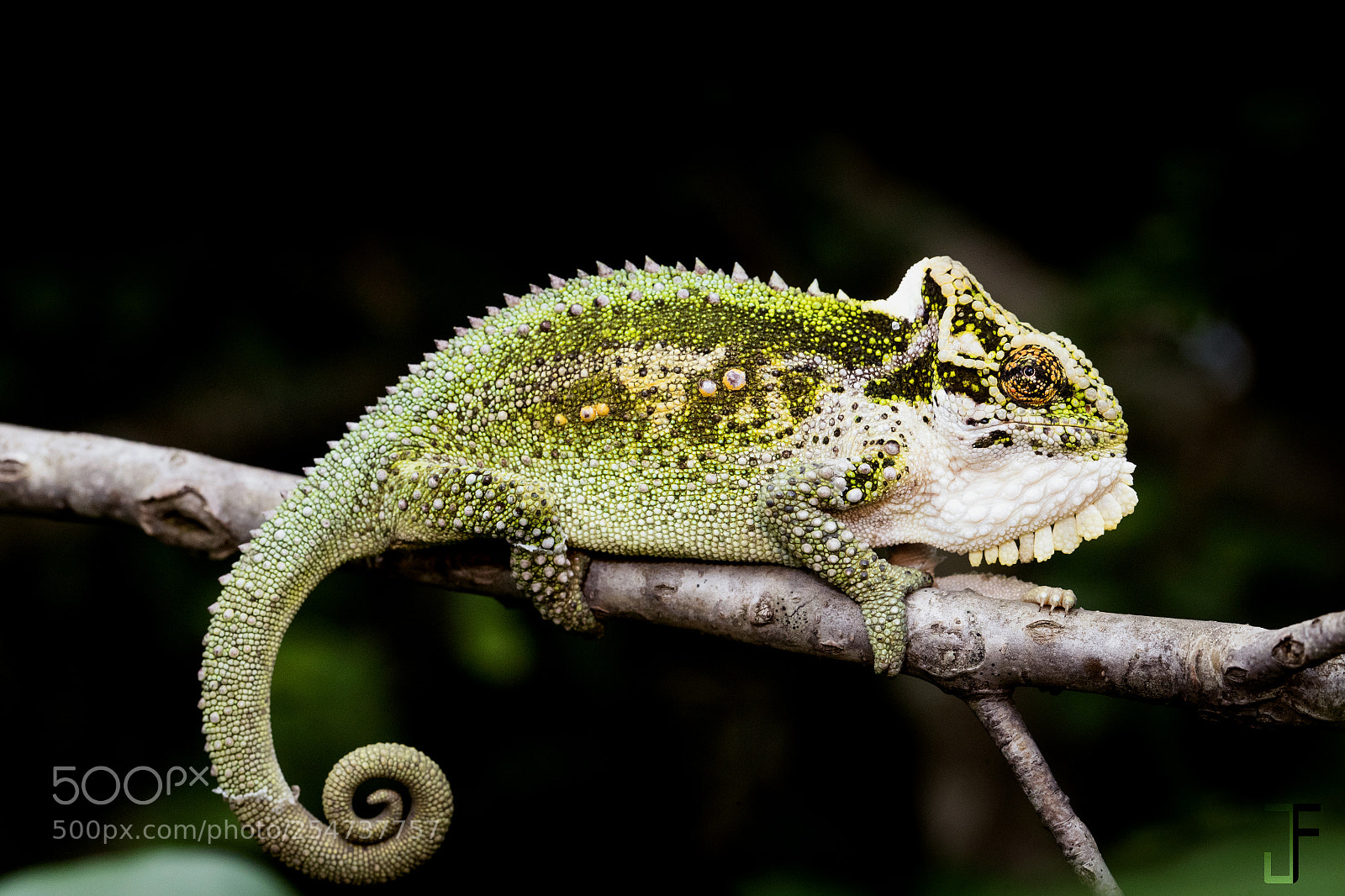 Canon EOS-1D X Mark II sample photo. Midlands dwarf chameleon photography