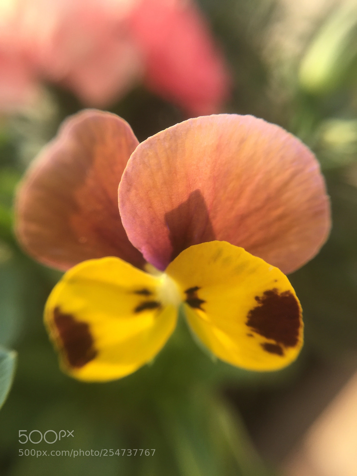 Apple iPhone 6 sample photo. Untitled photography