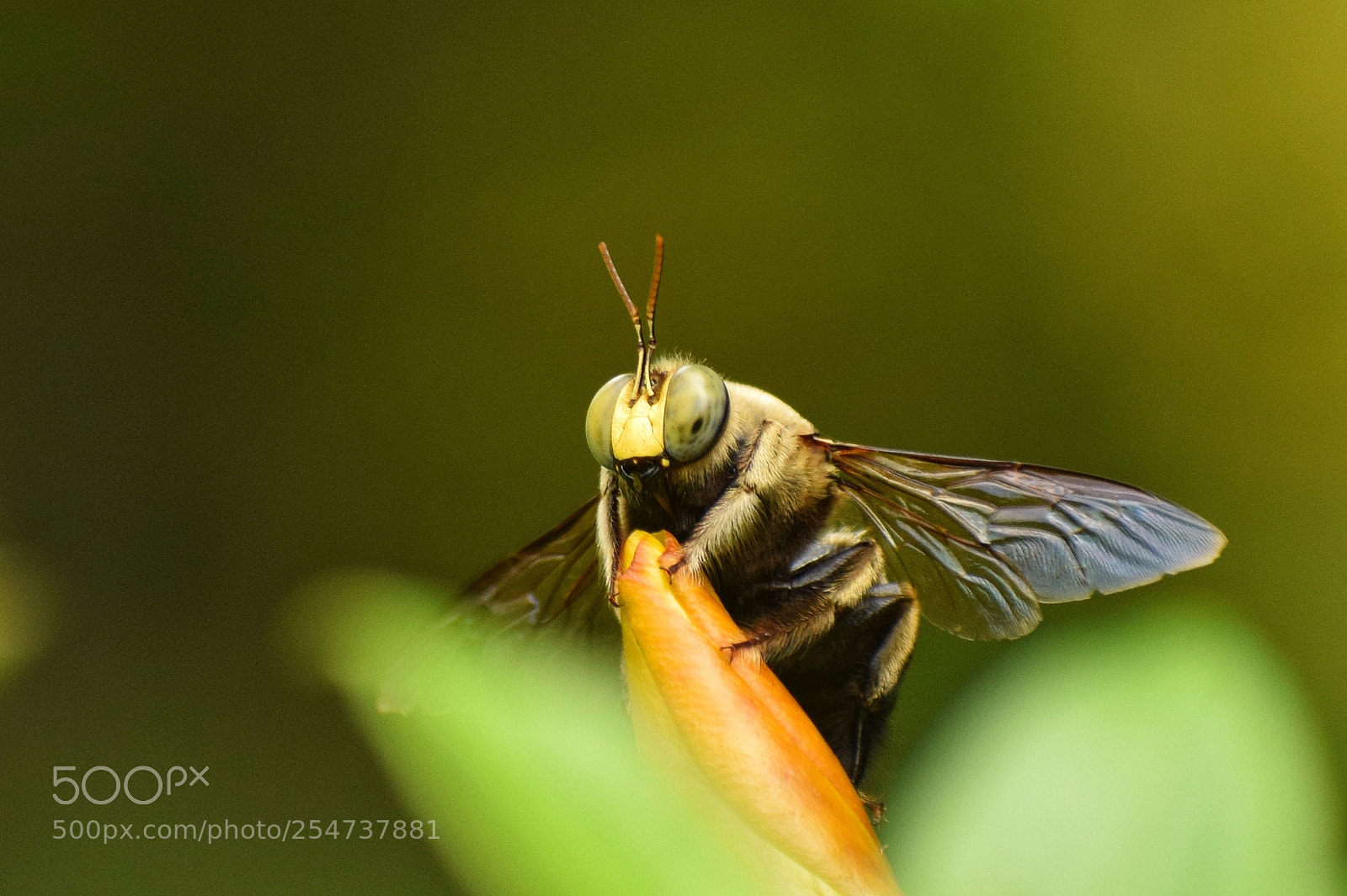 Nikon D5300 sample photo. Beeeee photography