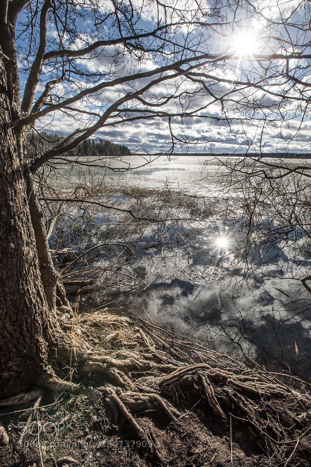 Canon EOS 5D Mark IV sample photo. Shoretree photography