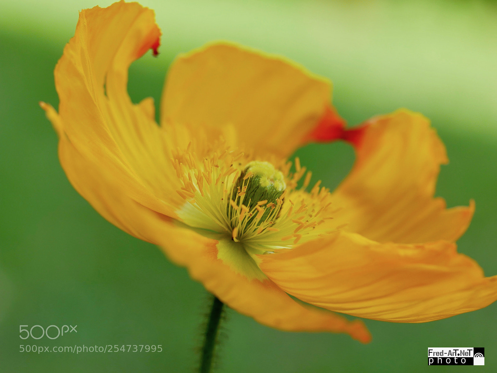 Panasonic DMC-G70 sample photo. Du jaune du rouge! photography