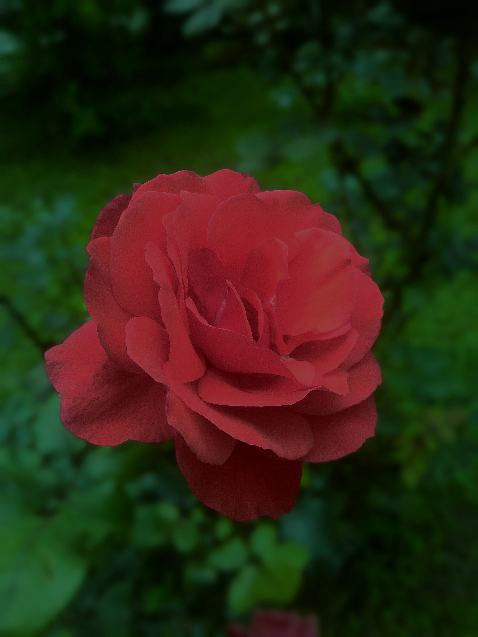ASUS Z002 sample photo. My rose photography