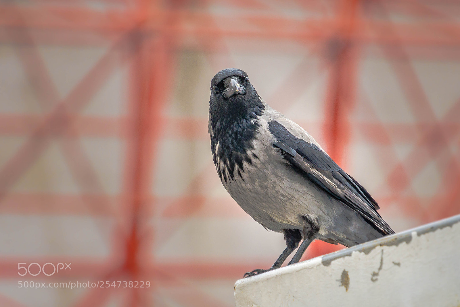 Sony a6000 sample photo. Karga photography