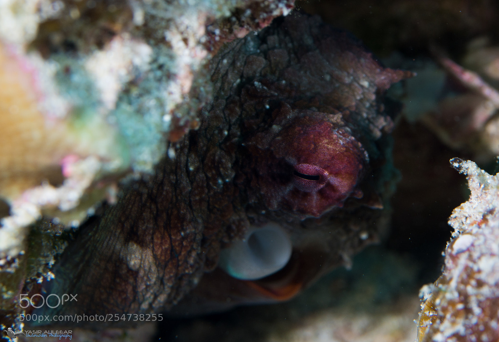 Sony a6300 sample photo. Camouflaged octopus photography