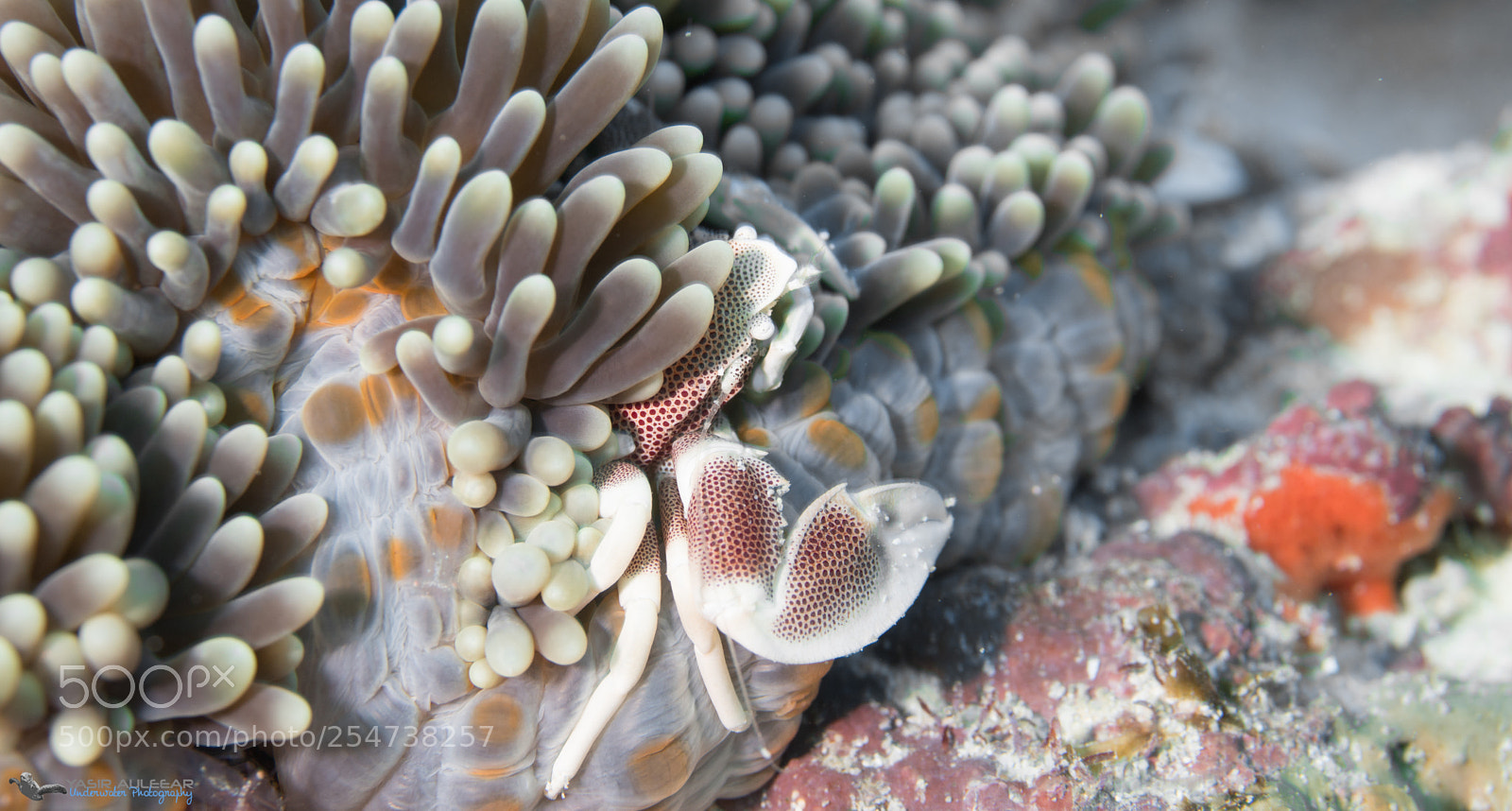 Sony a6300 sample photo. Porcelain crab photography