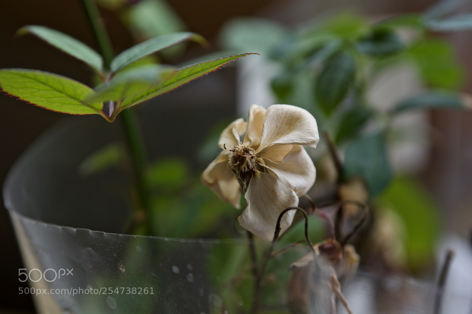 Nikon D7100 sample photo. всему свое время photography