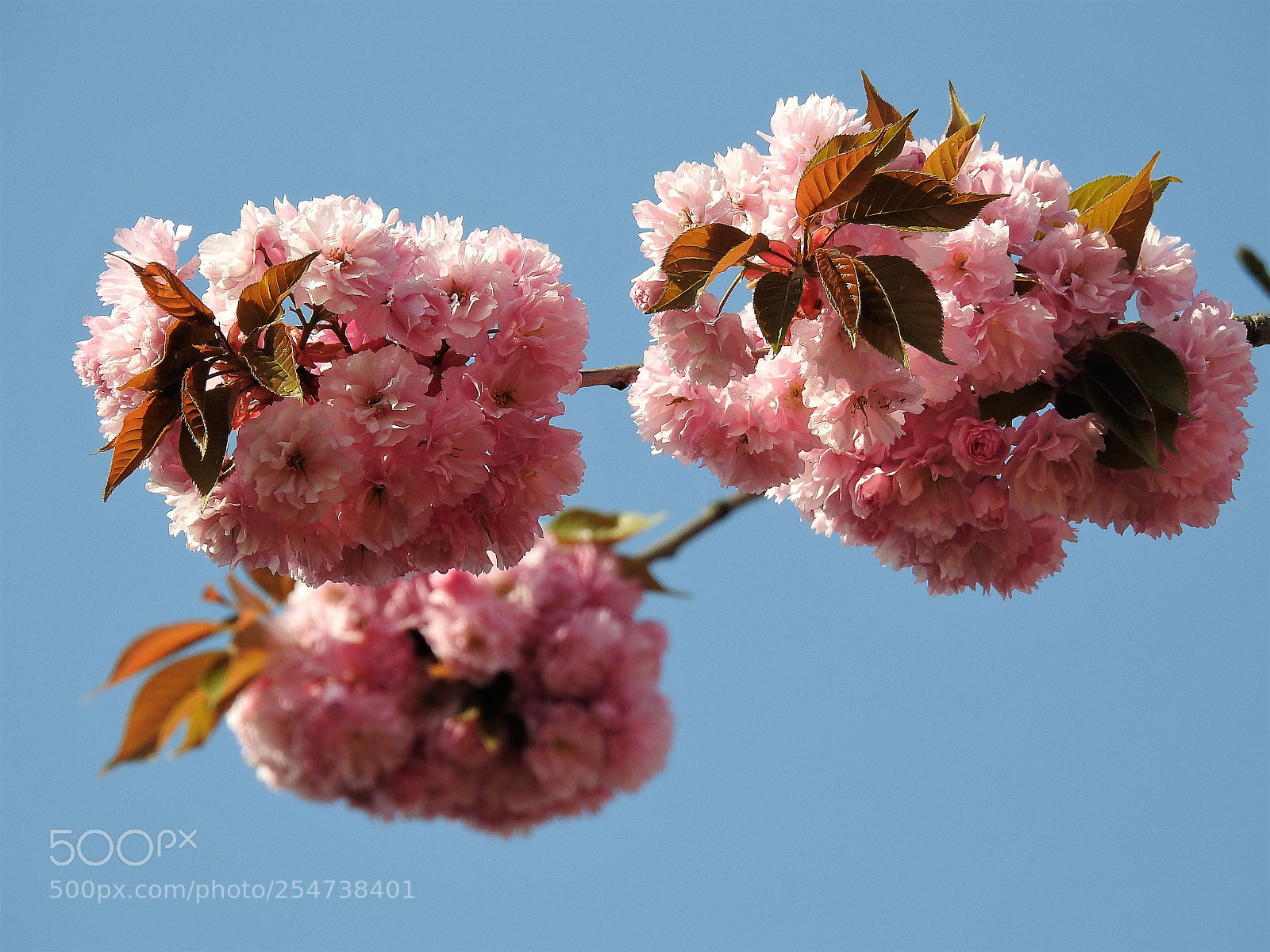 Nikon Coolpix P900 sample photo. Sakura photography
