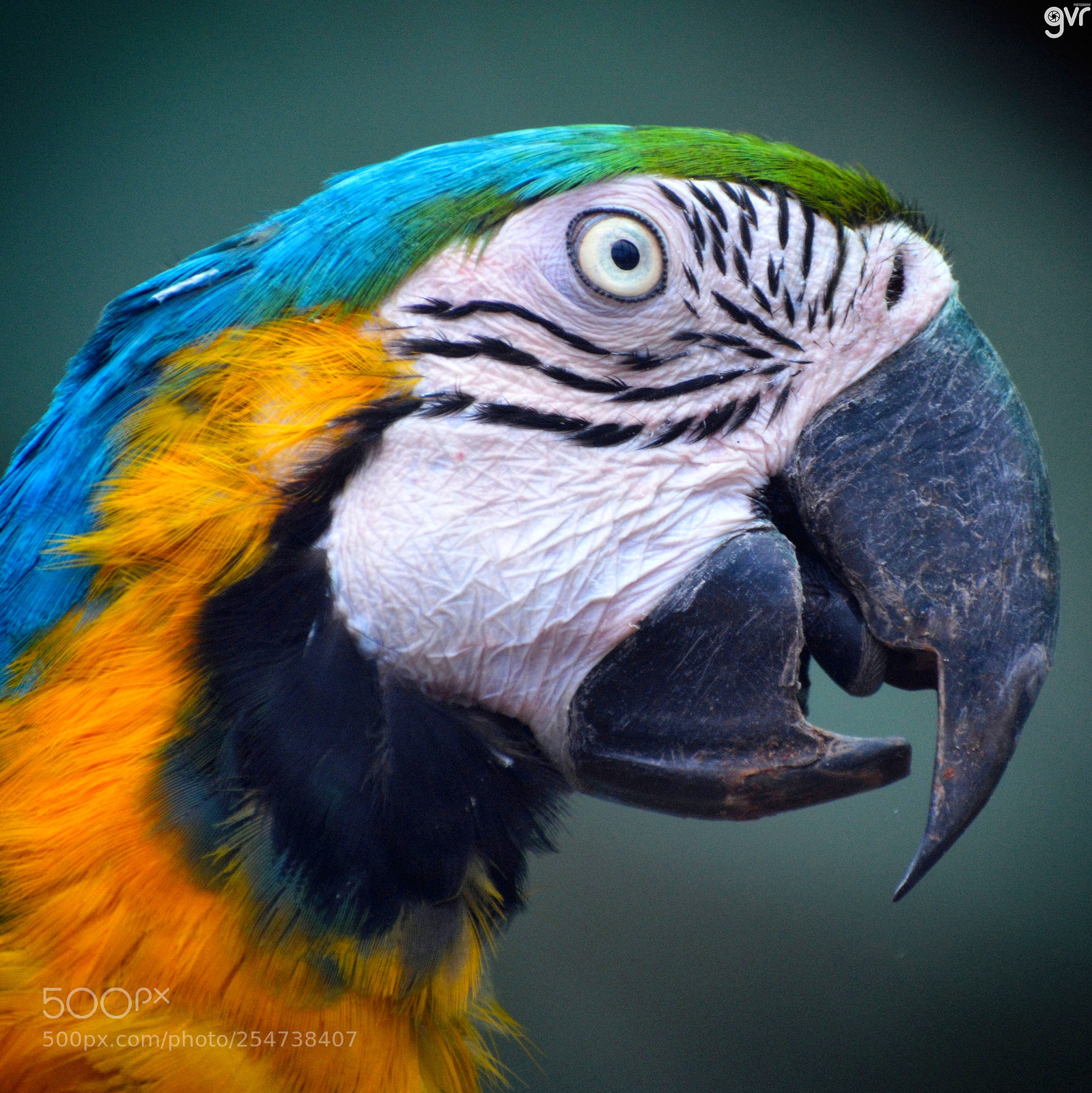 Nikon D5200 sample photo. Blue-and-yellow macaw photography