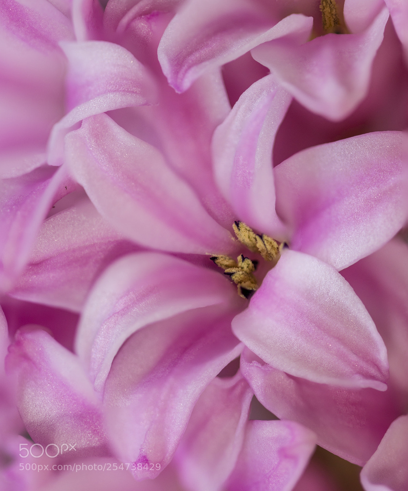 Canon EOS 700D (EOS Rebel T5i / EOS Kiss X7i) sample photo. Hyacinth photography