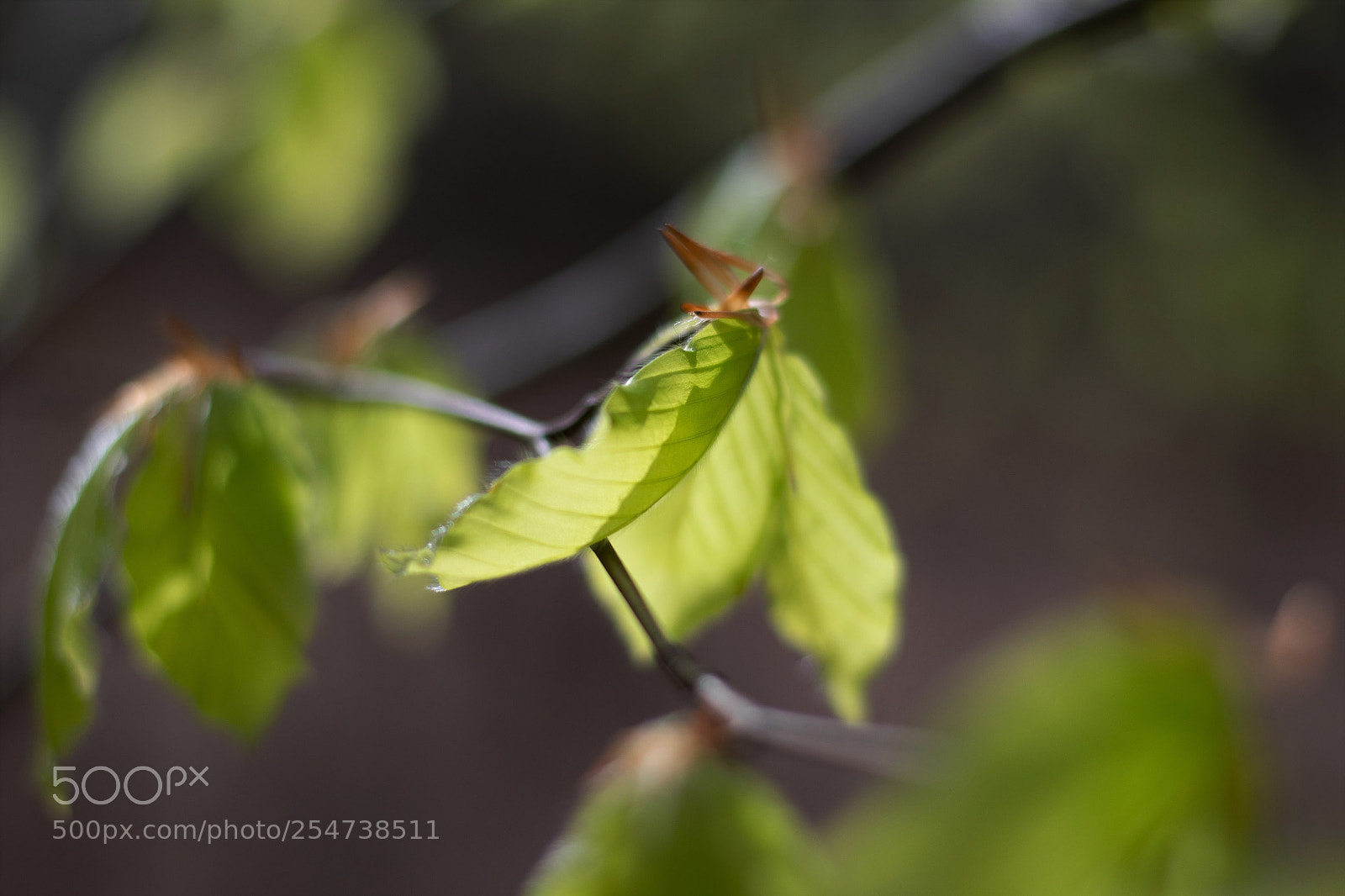 Nikon D500 sample photo. Nature s first green photography