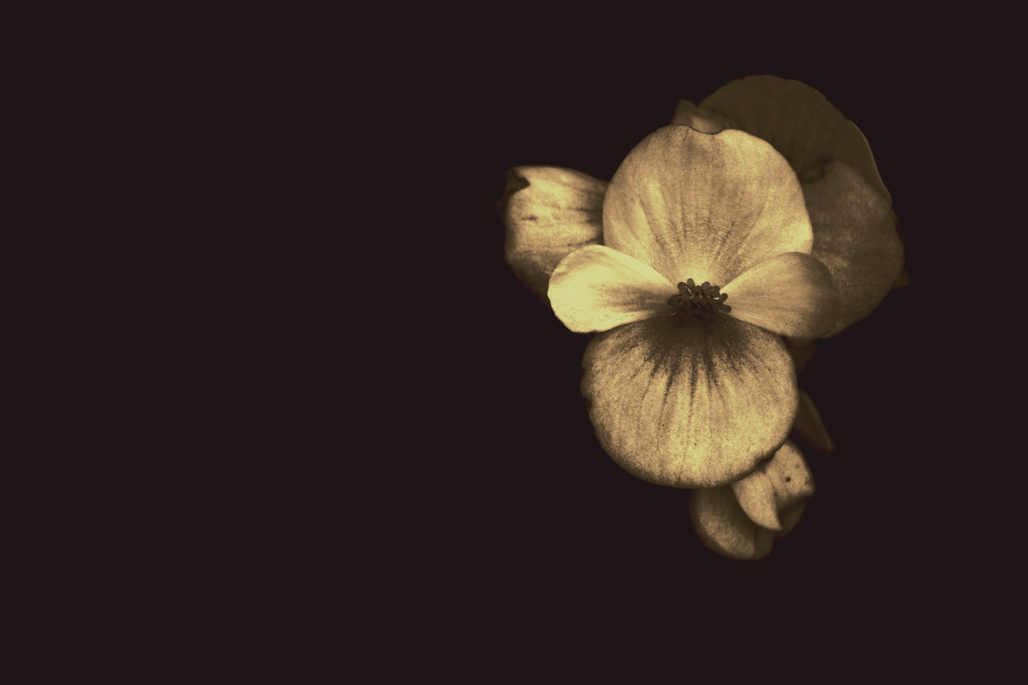Nikon D7200 sample photo. Aging photography