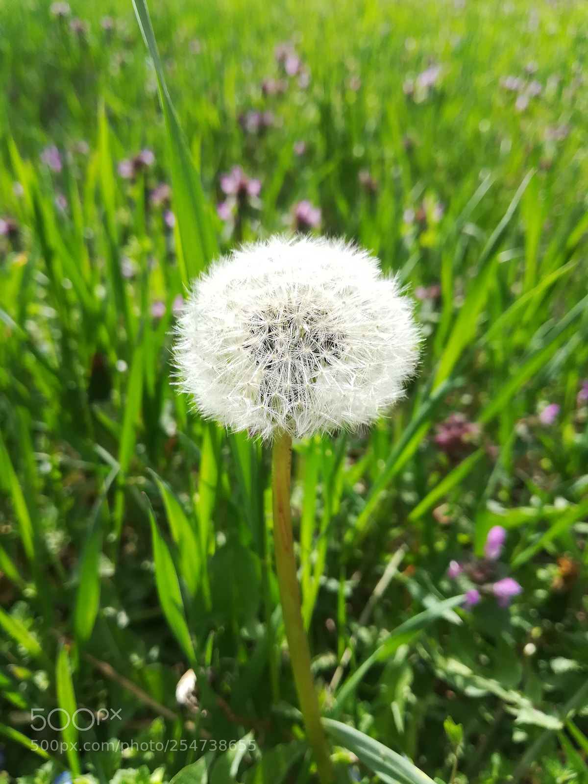 HUAWEI P10 lite sample photo. Untitled photography