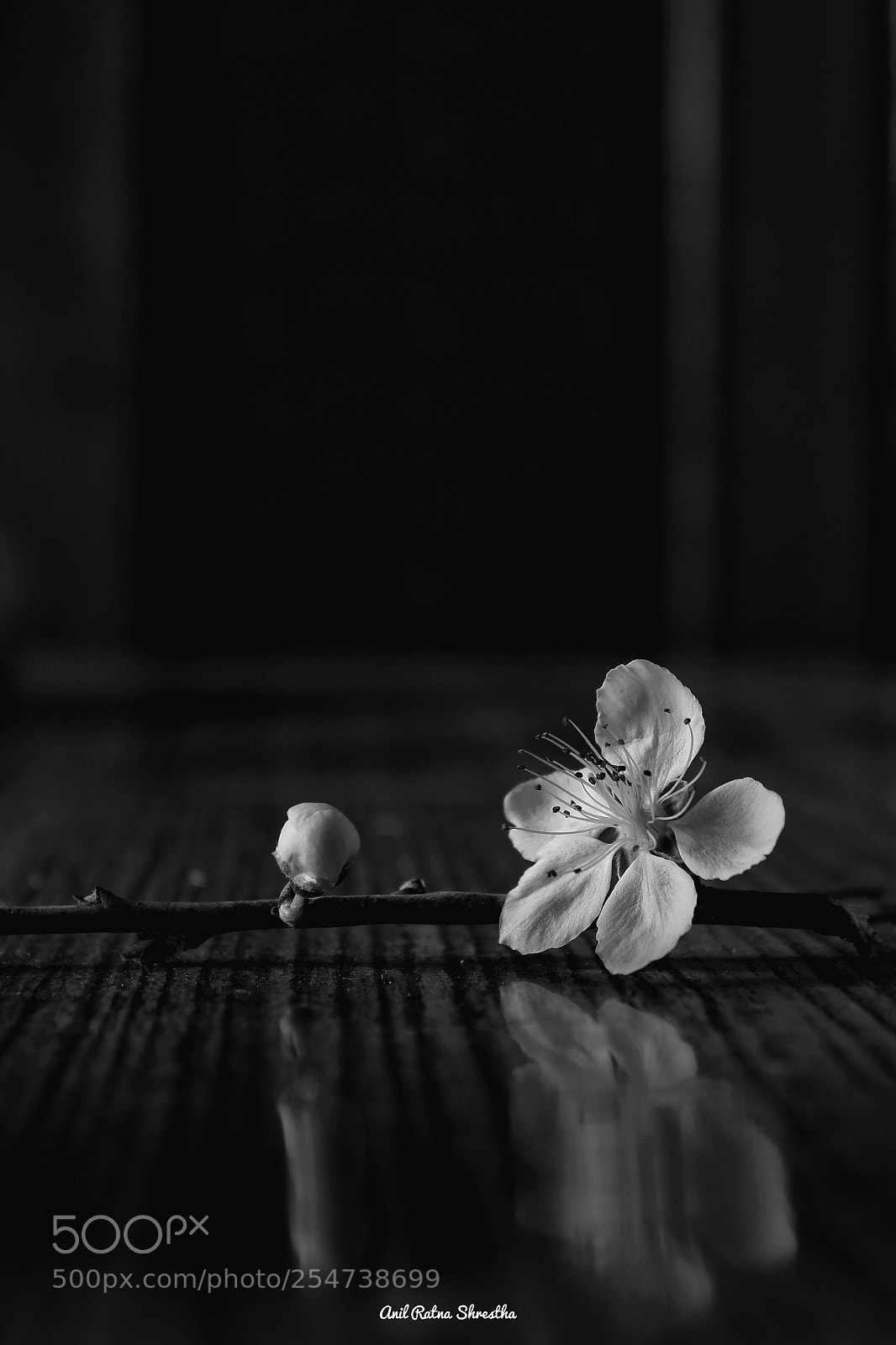Canon EOS 1300D (EOS Rebel T6 / EOS Kiss X80) sample photo. Flower on the table photography