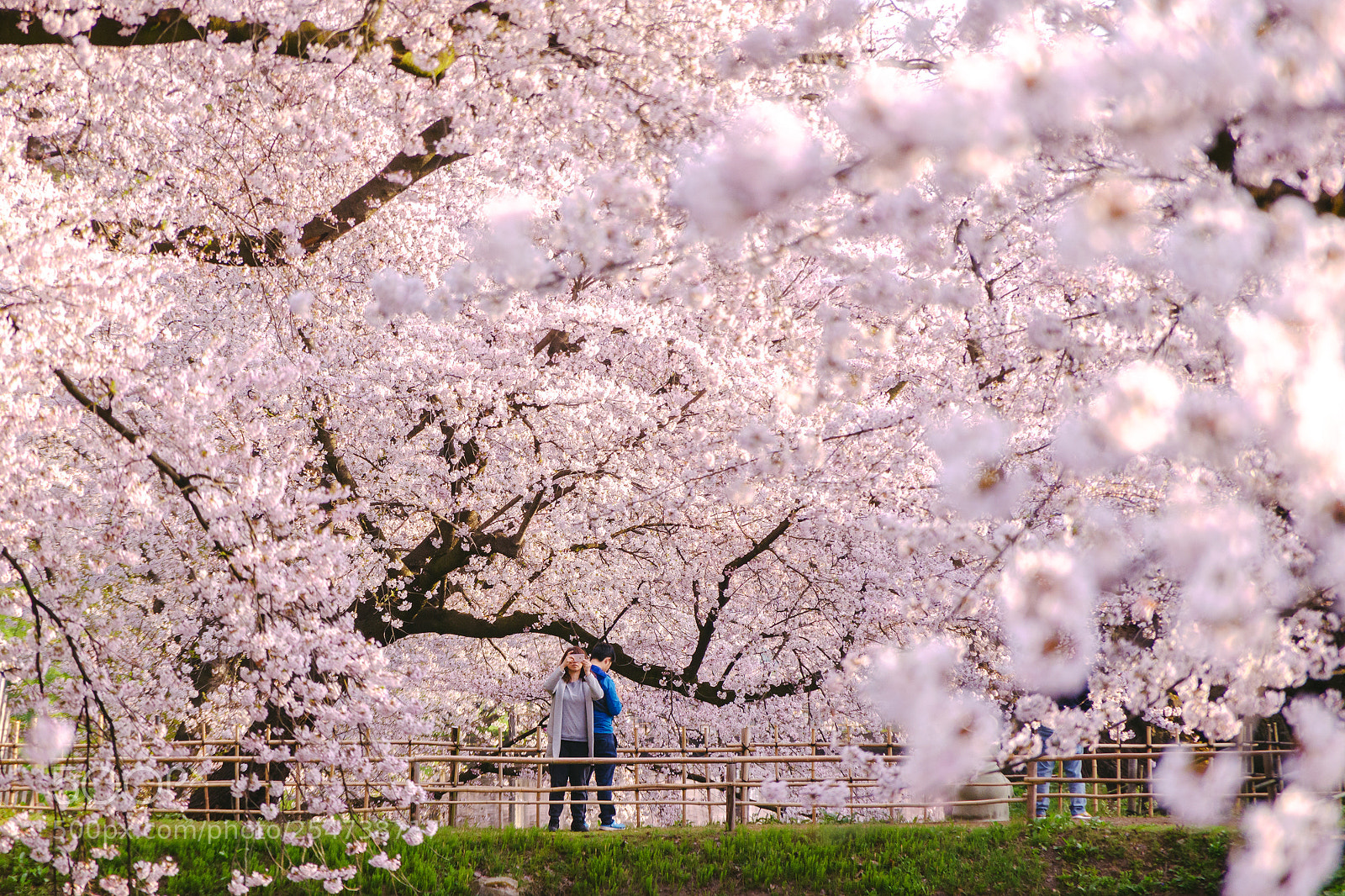 Pentax K-3 II sample photo. One scene in spring photography