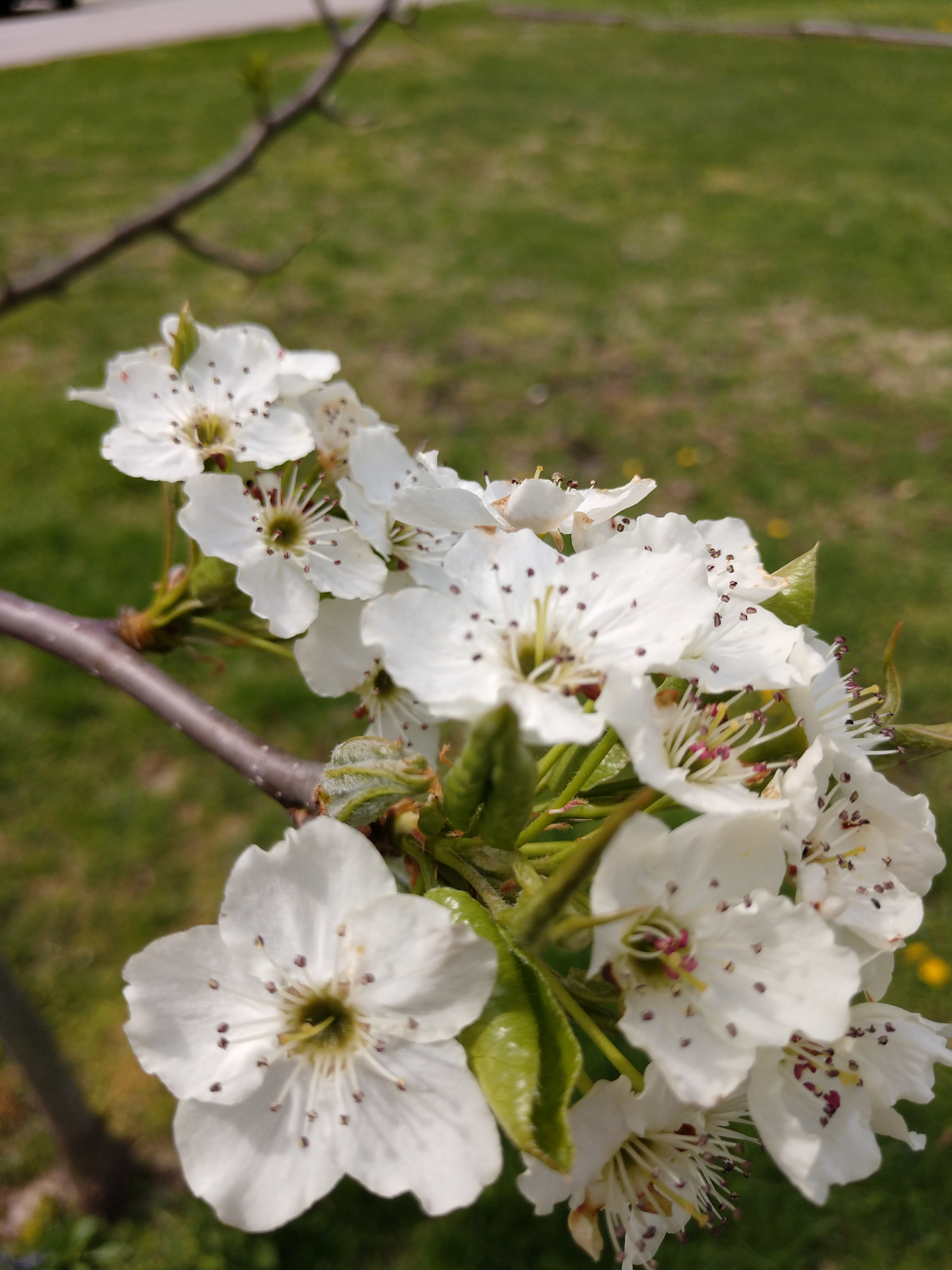 Motorola Moto Z (2) sample photo