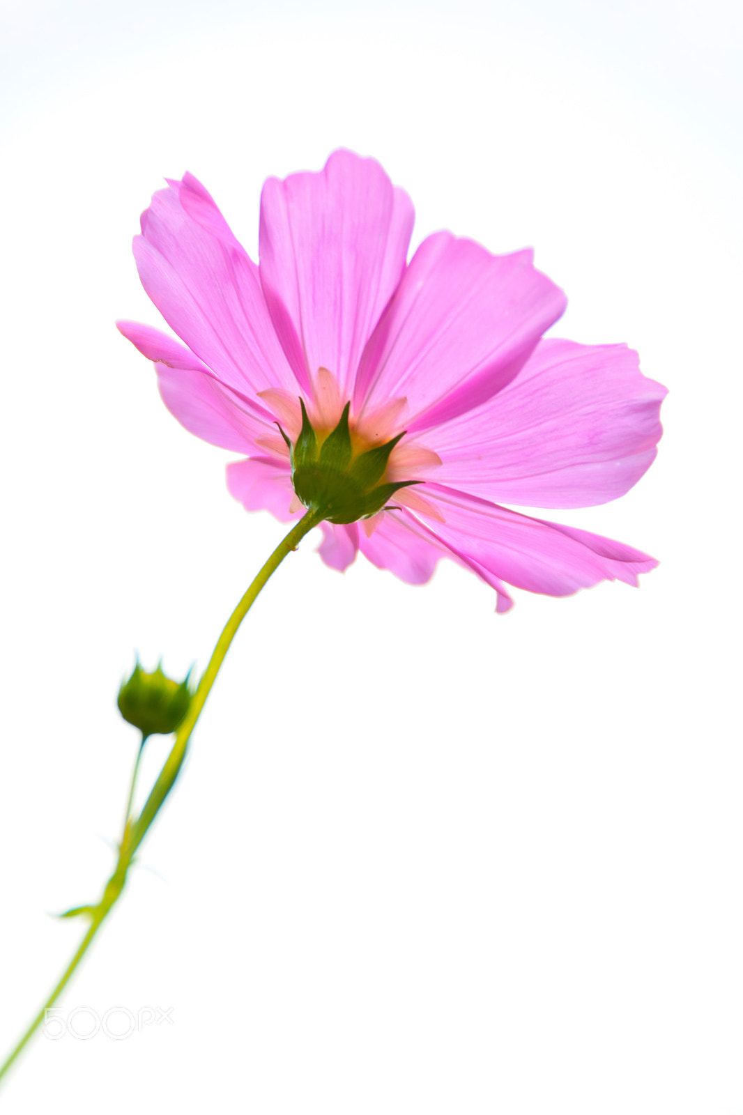 Nikon D5200 sample photo. 格桑花 galsang flower photography
