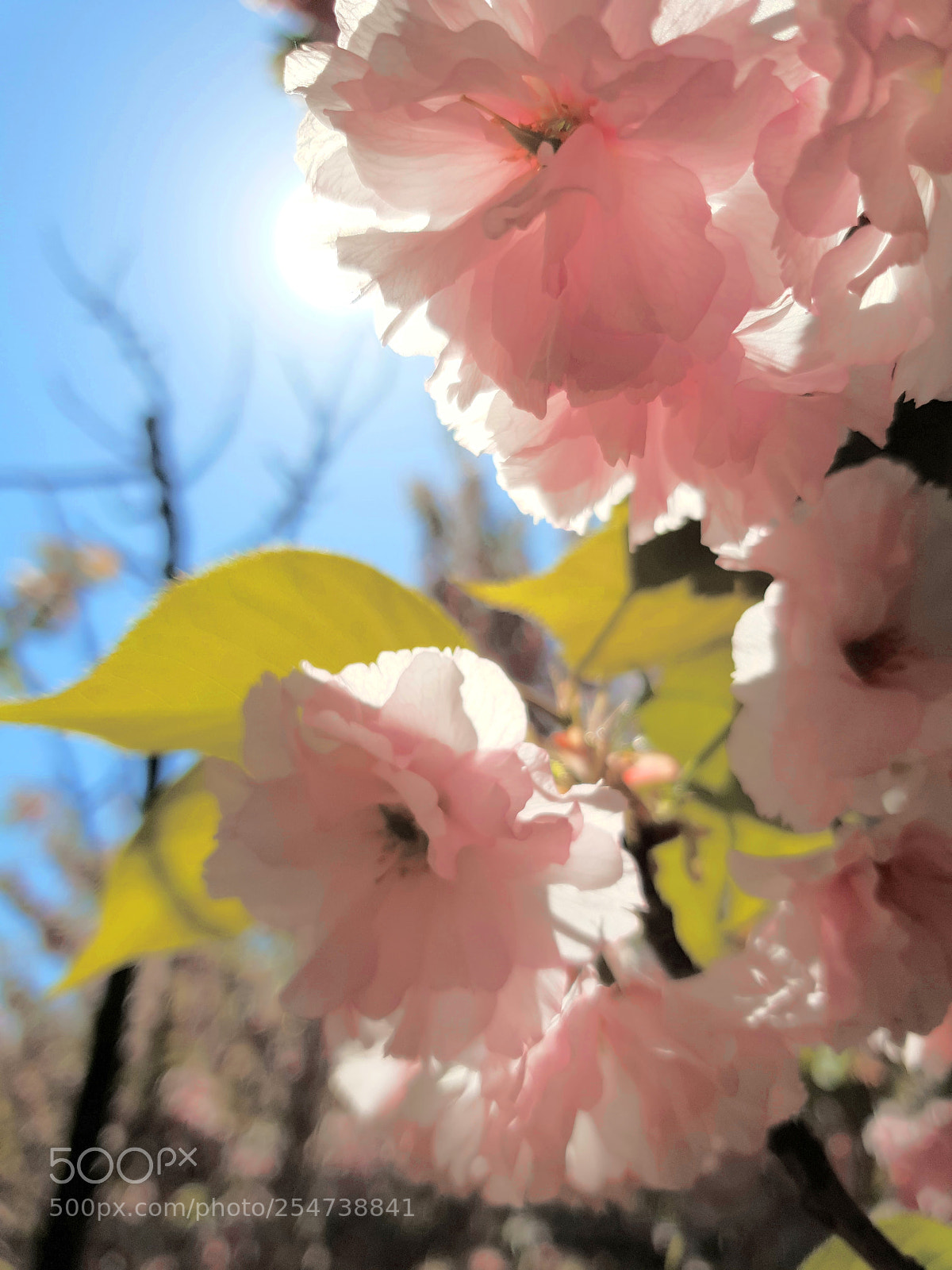 Samsung Galaxy S9+ sample photo. Bloom photography