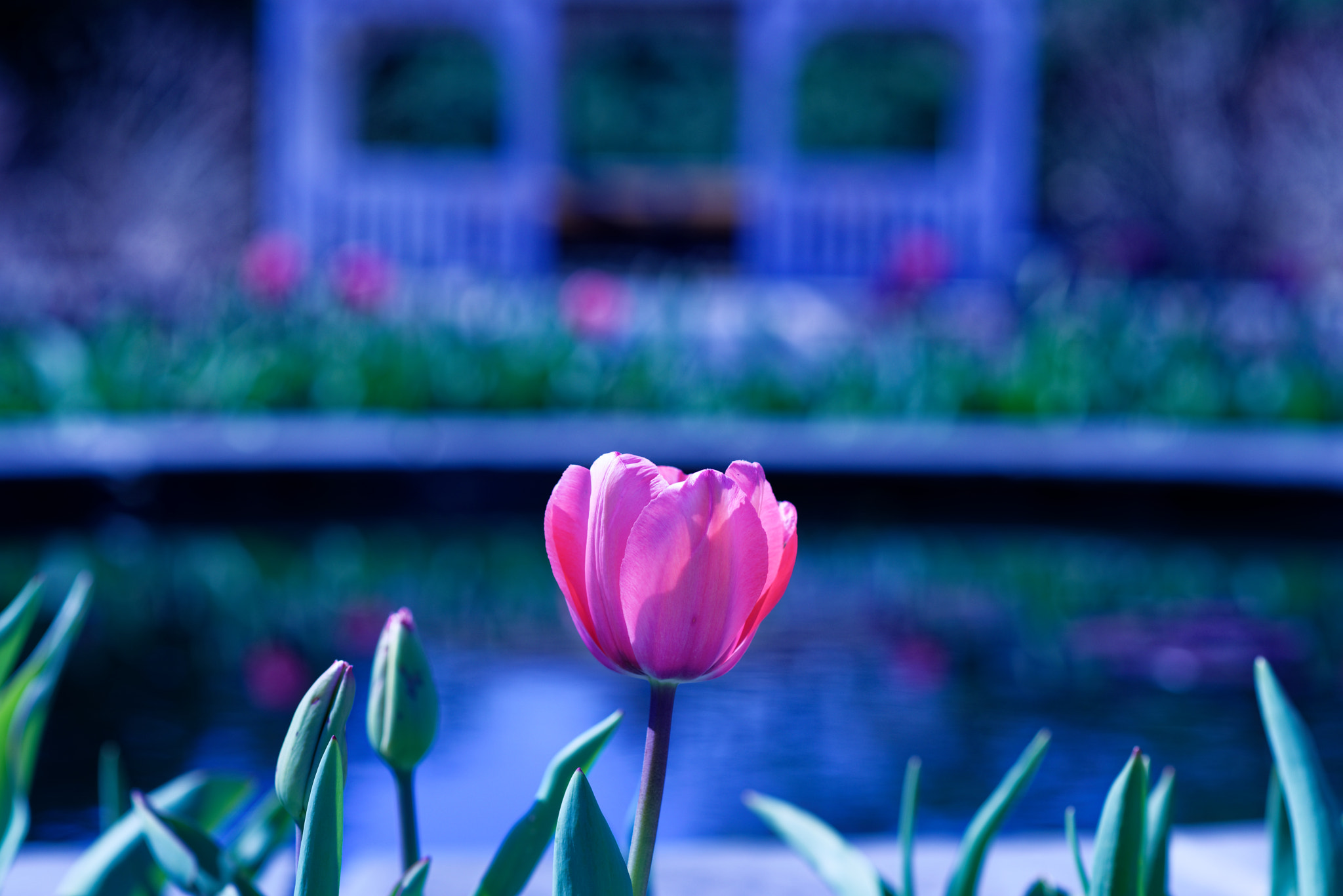 Nikon AF-S Nikkor 85mm F1.8G sample photo. Tulip with impressionist background photography