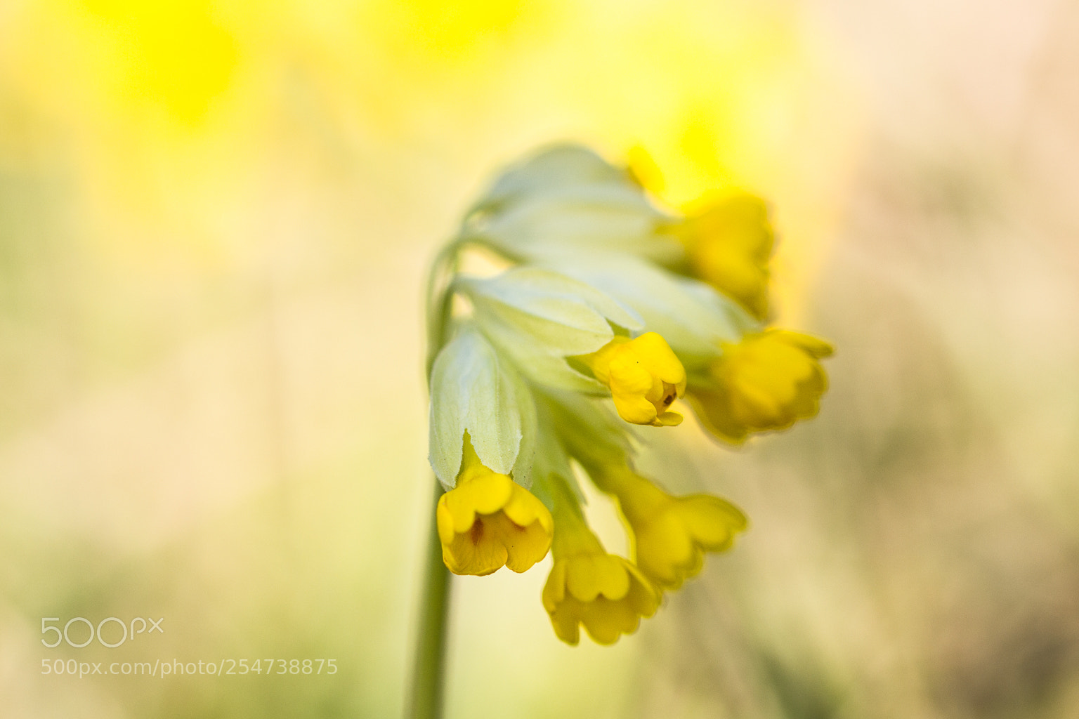 Canon EOS 60D sample photo. Primula veris photography