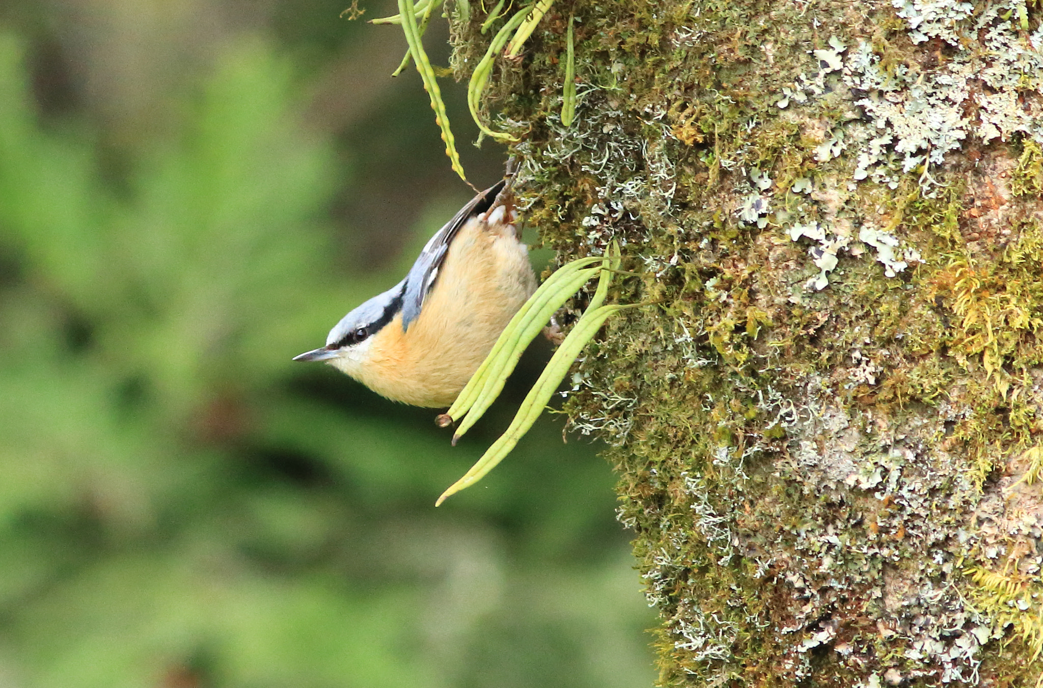 Canon EOS 70D sample photo. 茶腹鳽 eurasian nuthatch photography