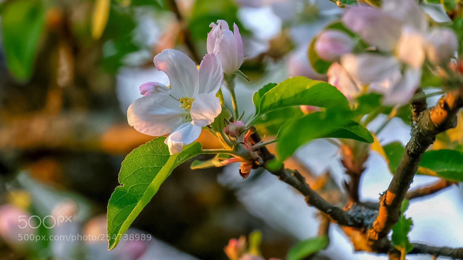 Fujifilm X-E3 sample photo. Crab apple in bloom ... photography
