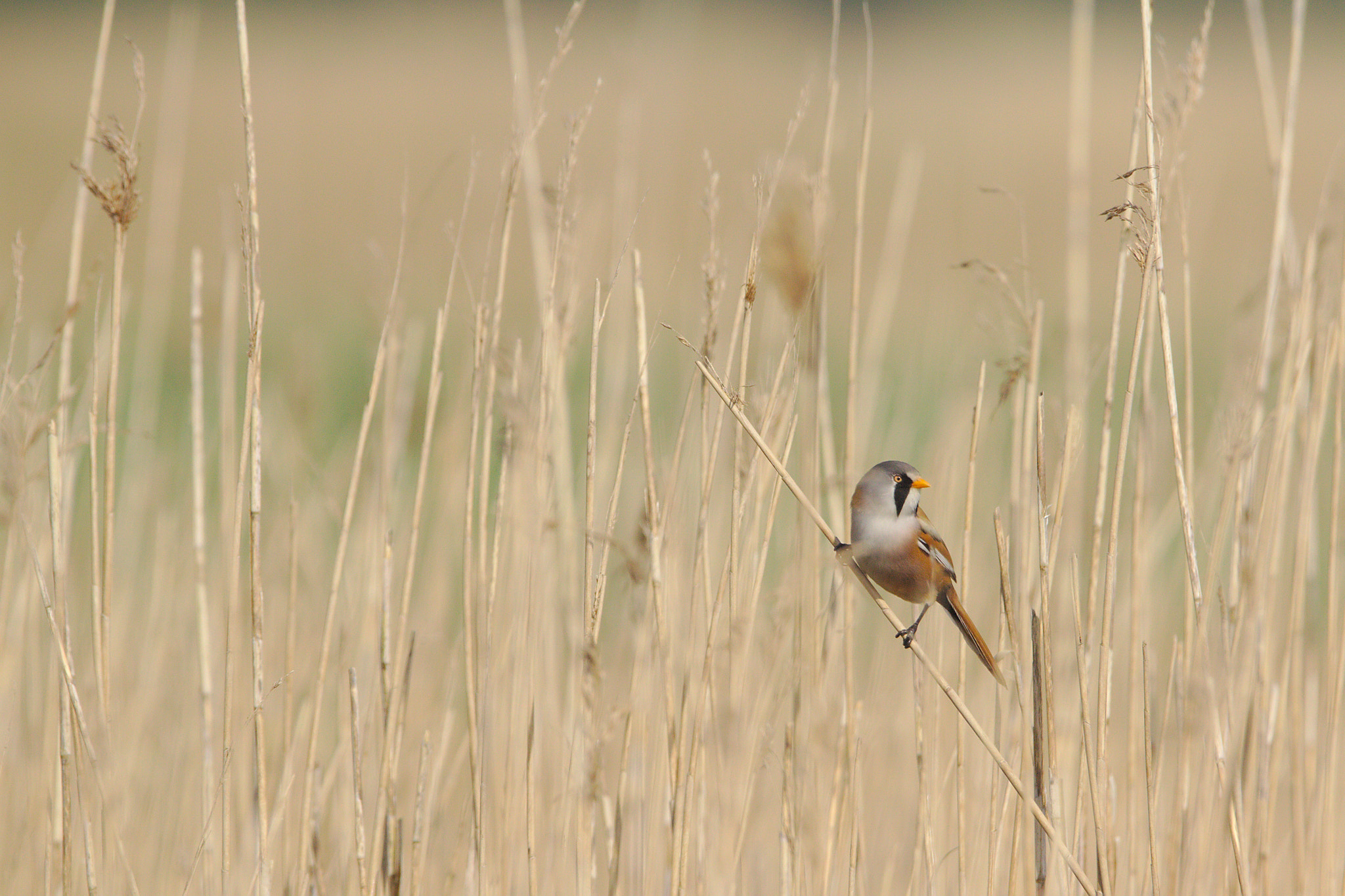 Canon EOS 700D (EOS Rebel T5i / EOS Kiss X7i) + Sigma 150-600mm F5-6.3 DG OS HSM | C sample photo. Bearded reedling in reeds photography