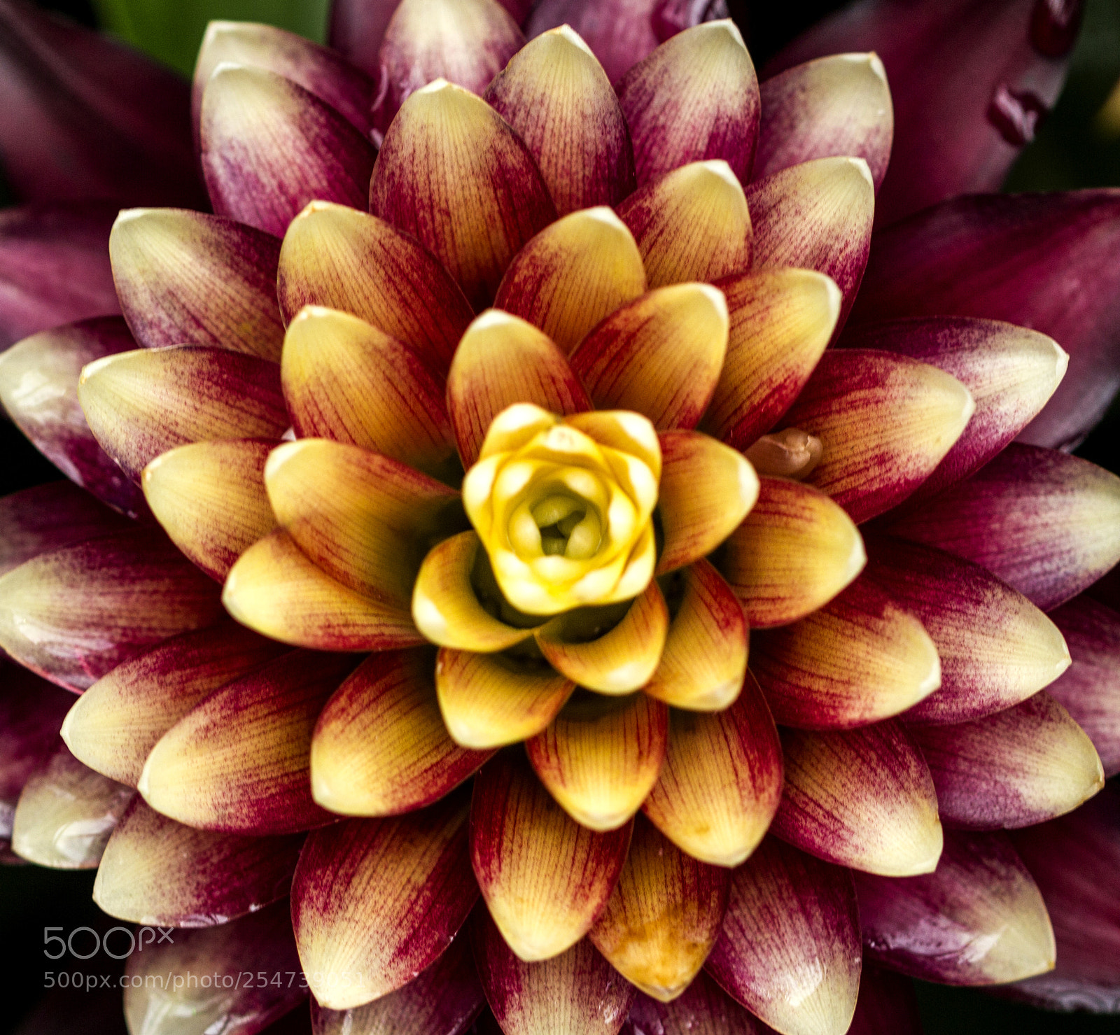 Canon EOS 700D (EOS Rebel T5i / EOS Kiss X7i) sample photo. Symmetry in nature photography