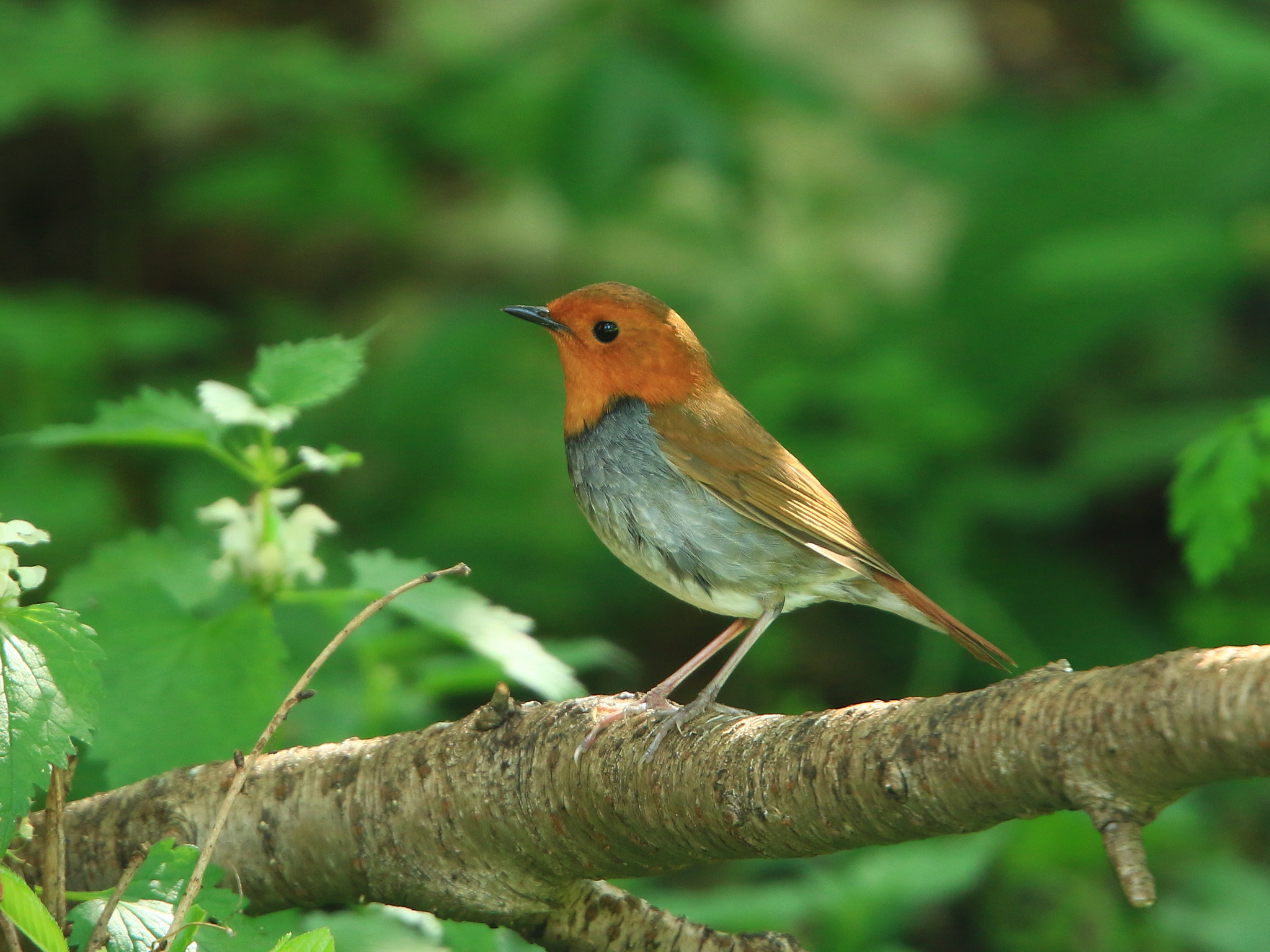 Canon EOS 7D Mark II + Canon EF 400mm F2.8L IS USM sample photo. コマドリ ♂ japanese robin photography