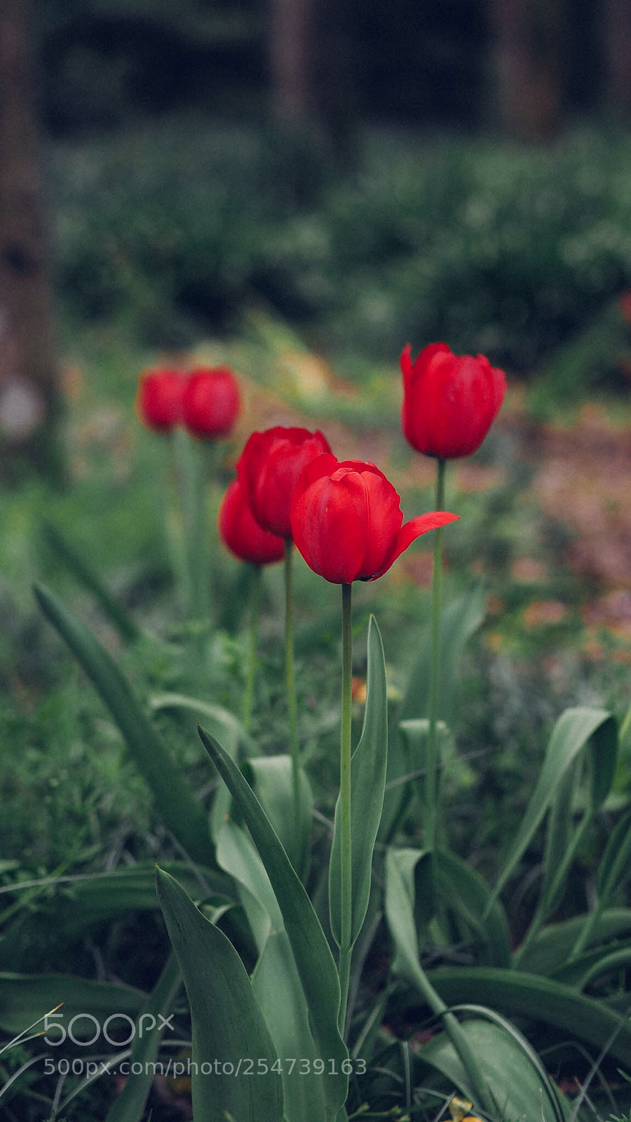 Olympus OM-D E-M10 II sample photo. Red tulips  photography