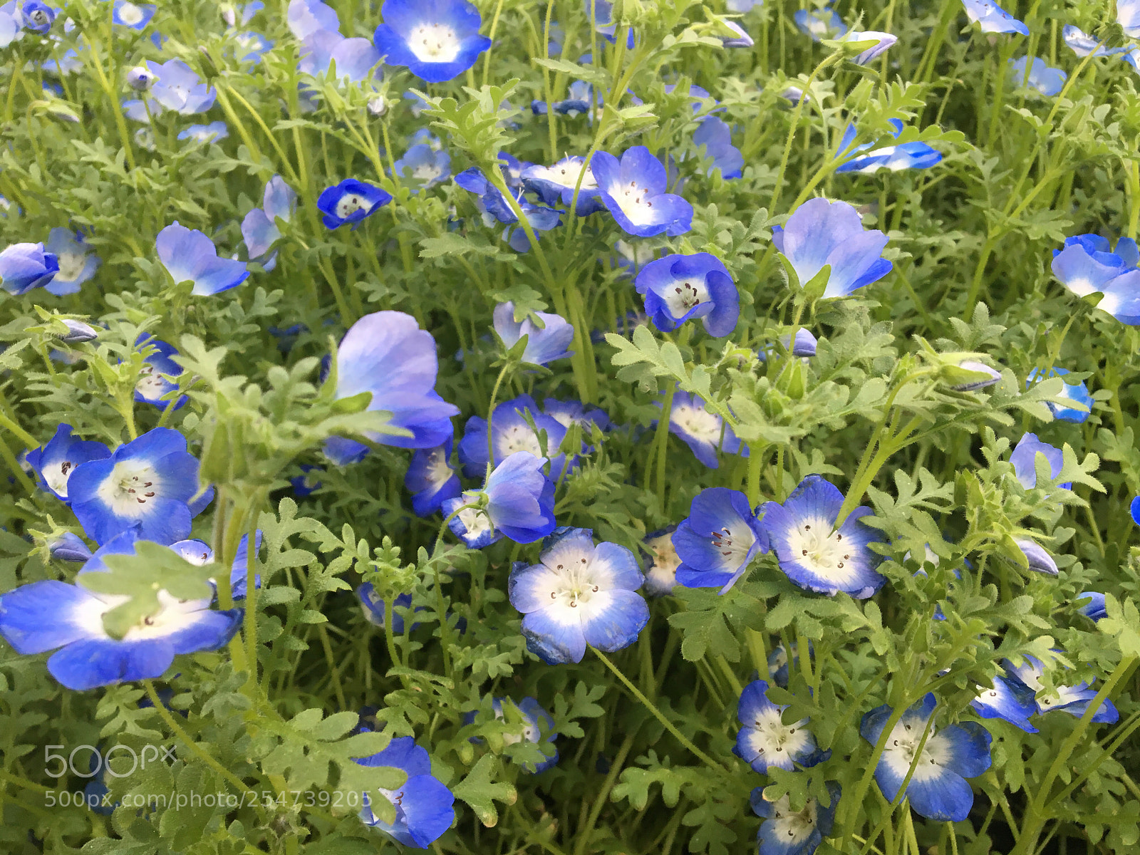 Apple iPhone 6s sample photo. Untitled photography