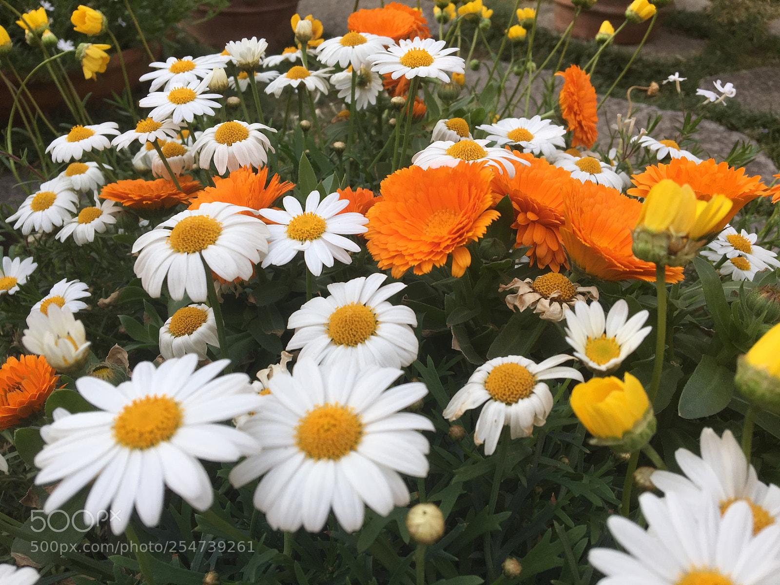 Apple iPhone 6s sample photo. Untitled photography