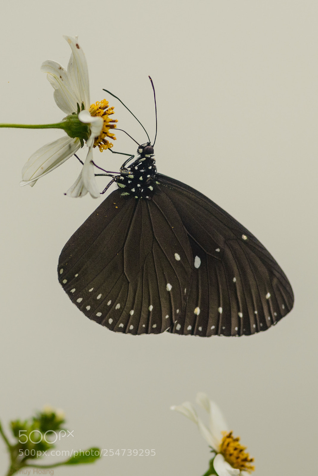Nikon D800E sample photo. Hxt photography