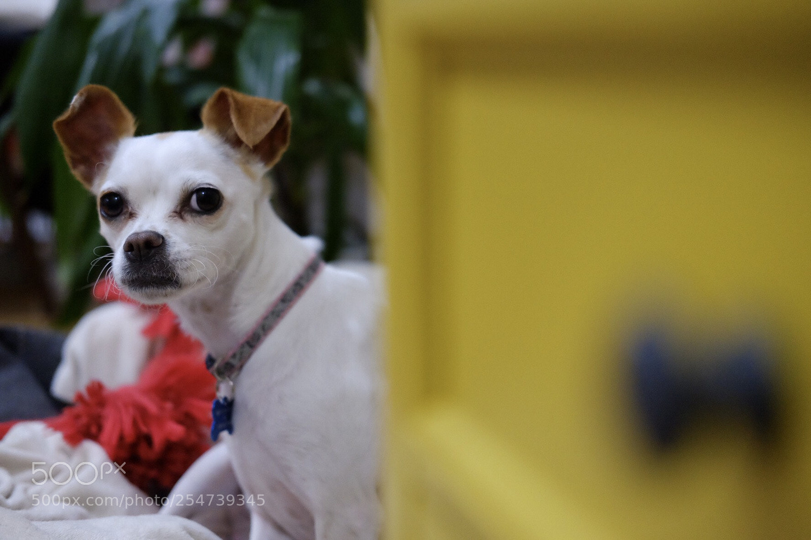 Fujifilm X-T1 sample photo. Tilly photography